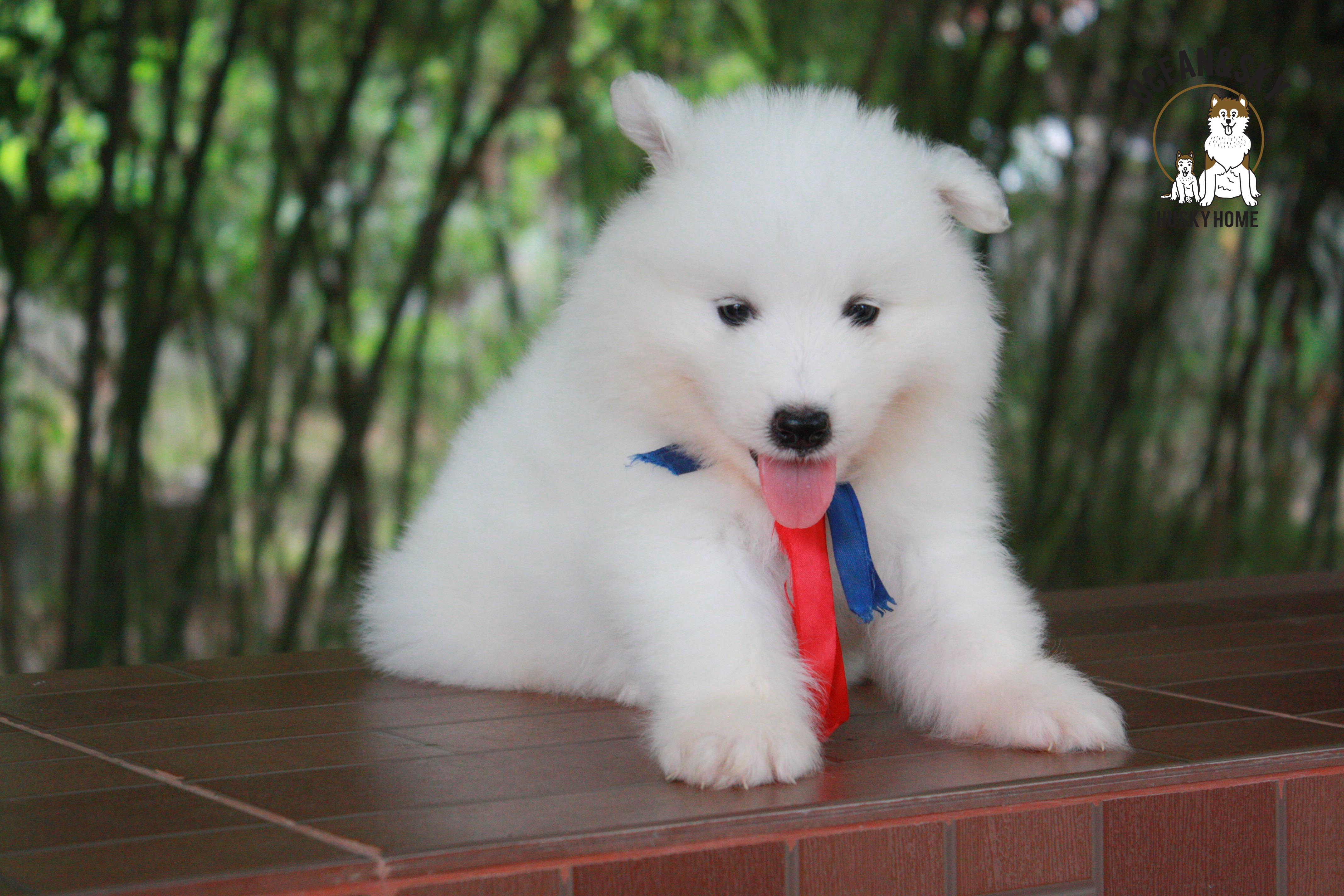 ซามอยด์ samoyed female