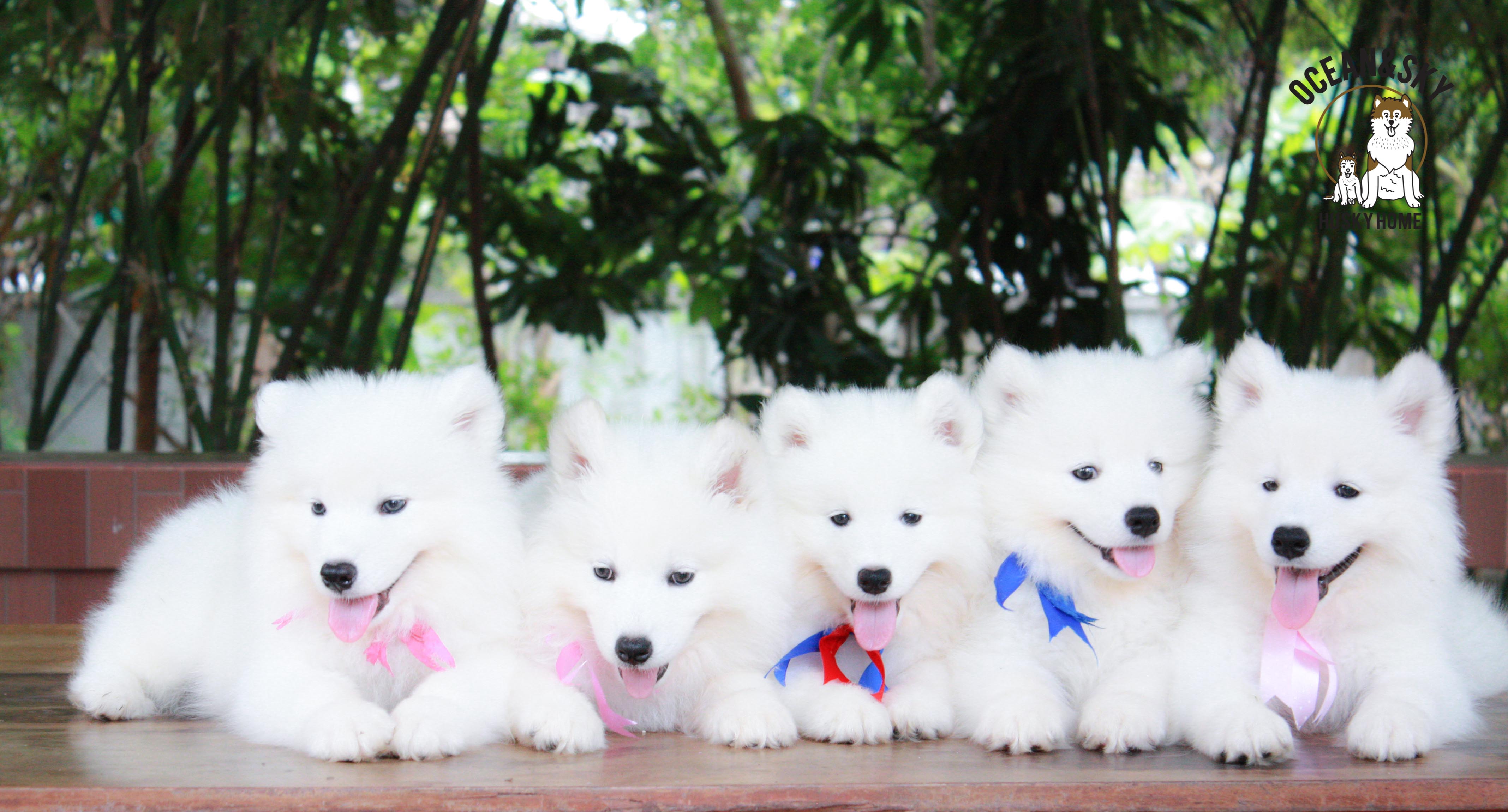 ลูกสุนัข ซามอยด์ Samoyed