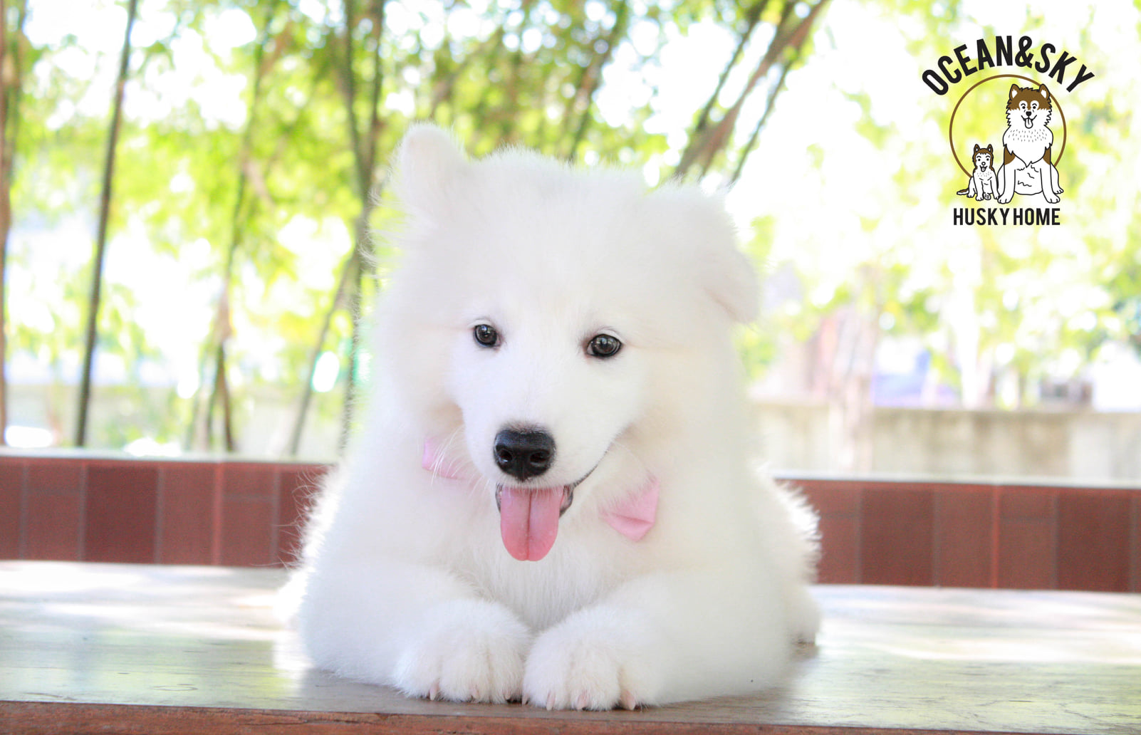 ซามอยด์ (Samoyed) ซามอยด์