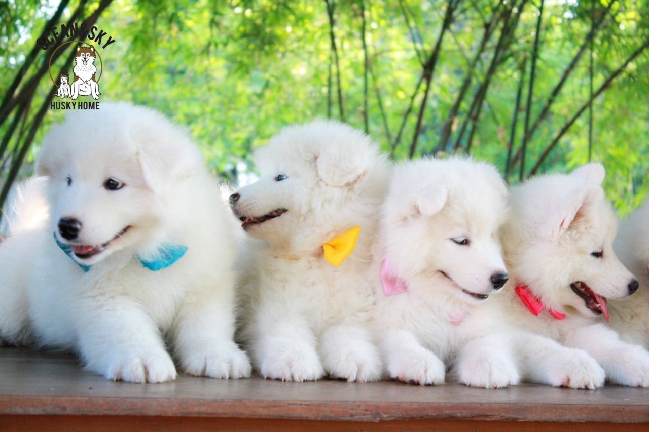ซามอยด์ (Samoyed) ซามอยด์