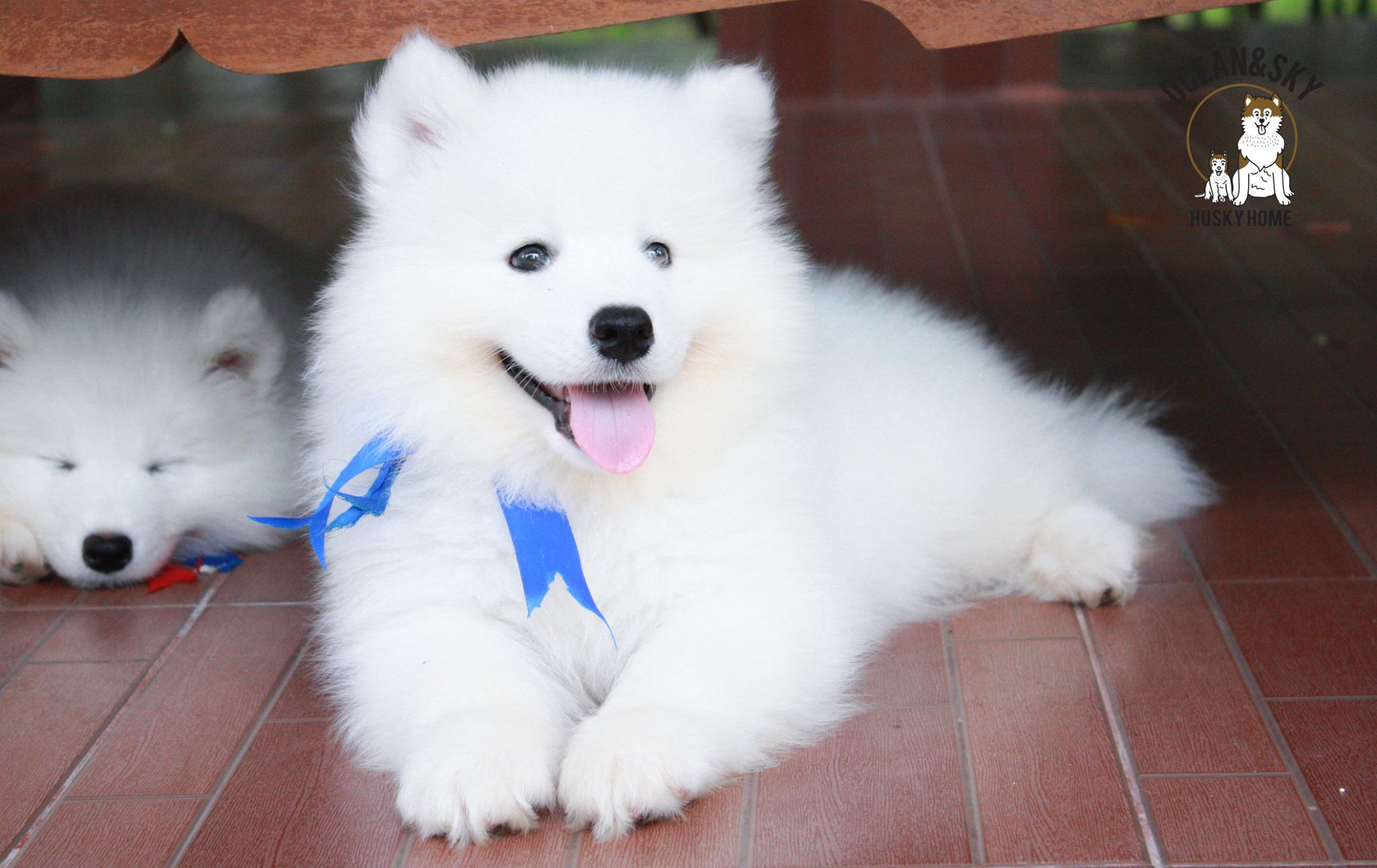 ซามอยด์ (Samoyed) ซามอยด์