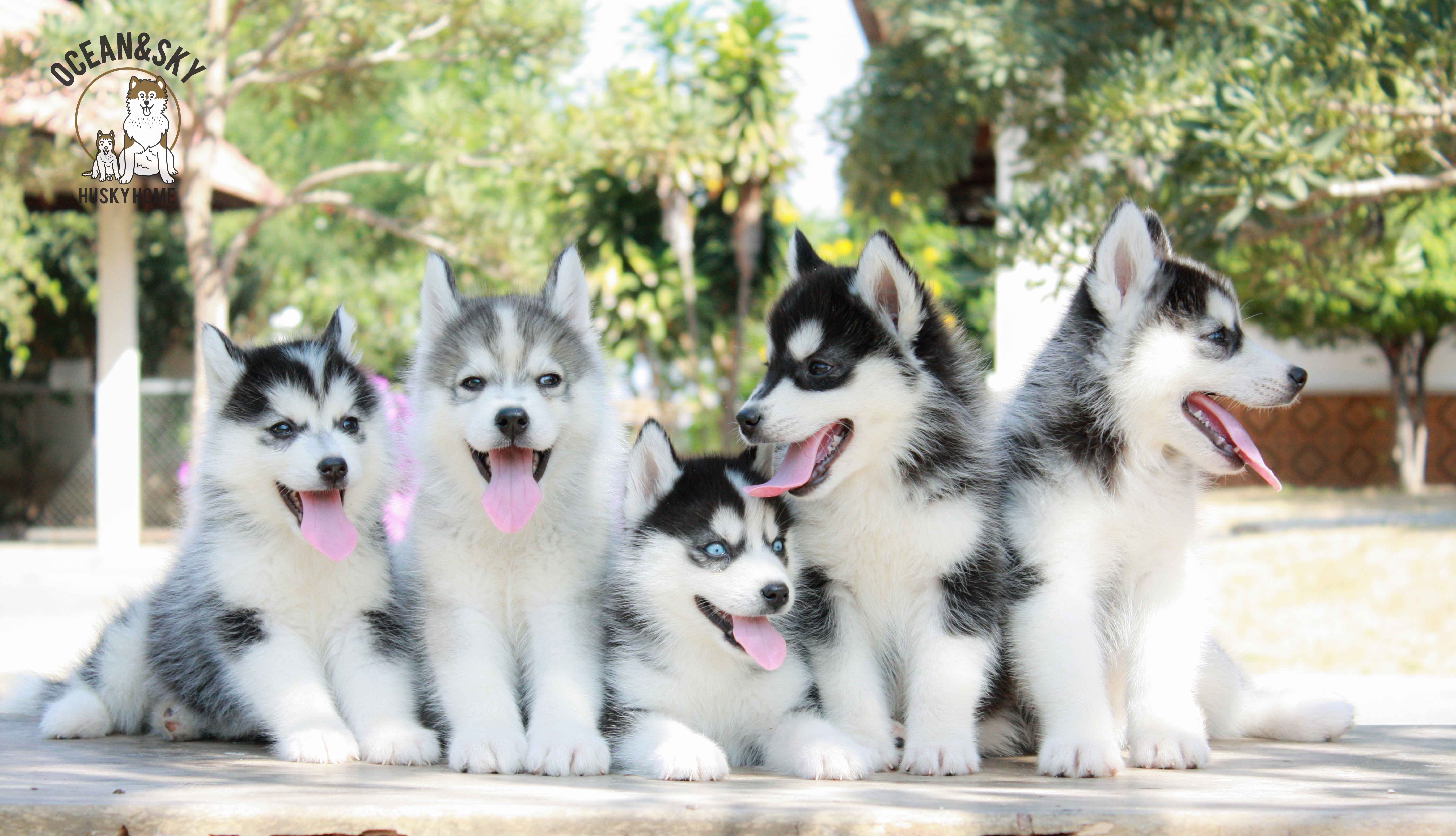 ขายสุนัขพันธุ์ ไซบีเรียน ฮัสกี้ ฟาร์มไซบีเรียน บลูโต้+เนปจูน