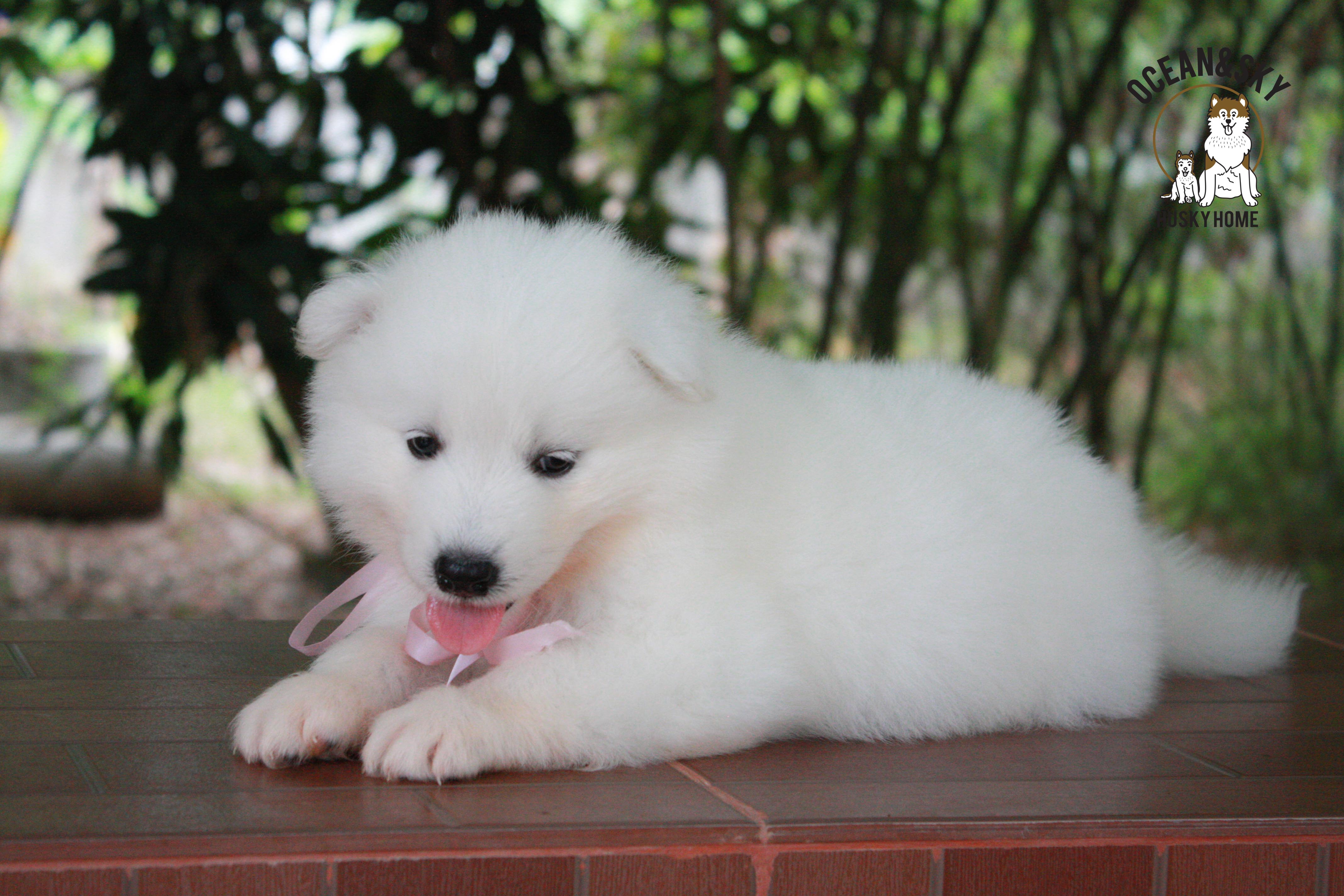 ซามอยด์ , samoyed , female