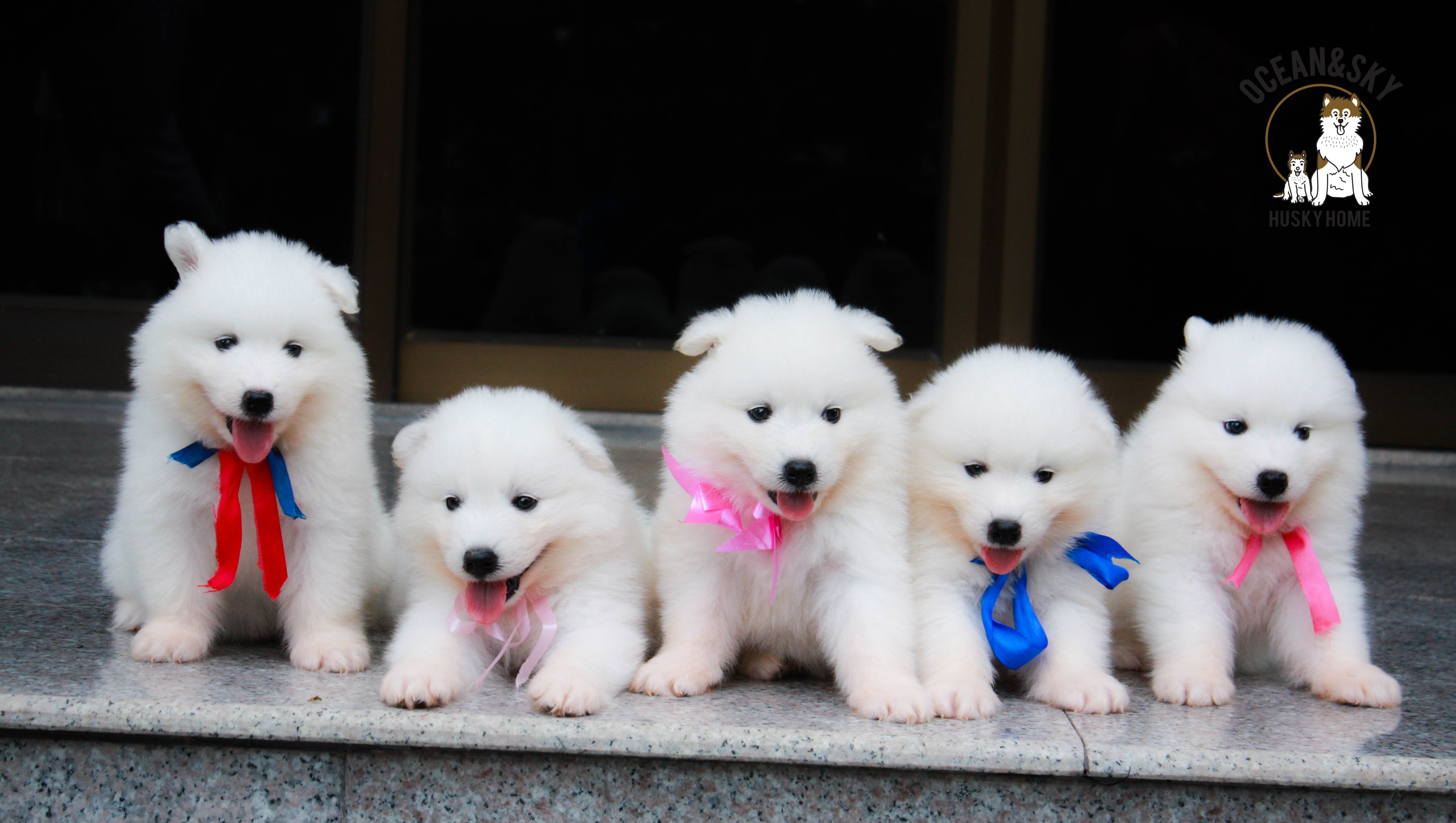 น้อง ซามอยด์ (Samoyed) อายุ 45 วันเปิดจองแล้วคาฟฟฟฟฟ 23/12/2561