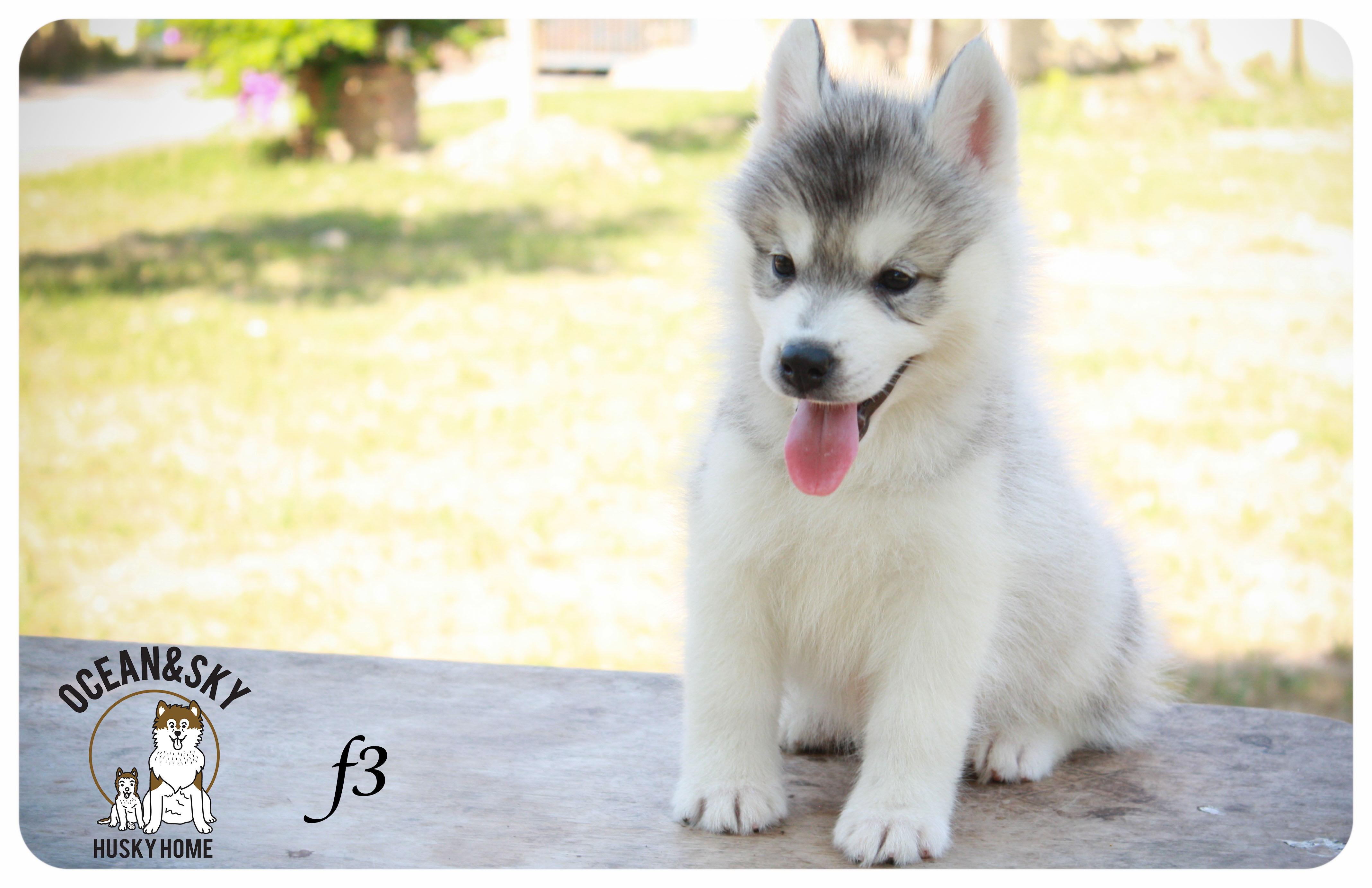 ลูกสุนัขไซบีเรียน โอเชี่ยน+สกาย