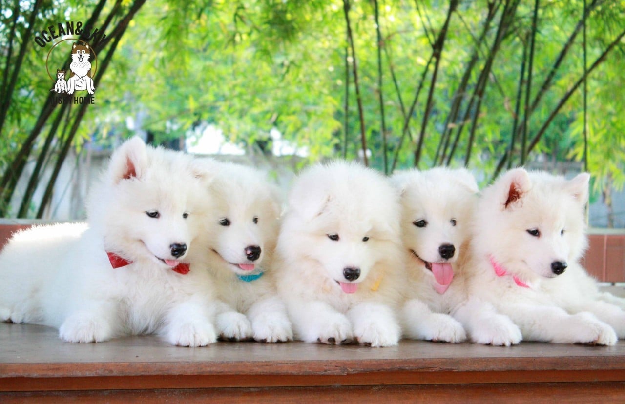 ซามอยด์ (Samoyed) ซามอยด์