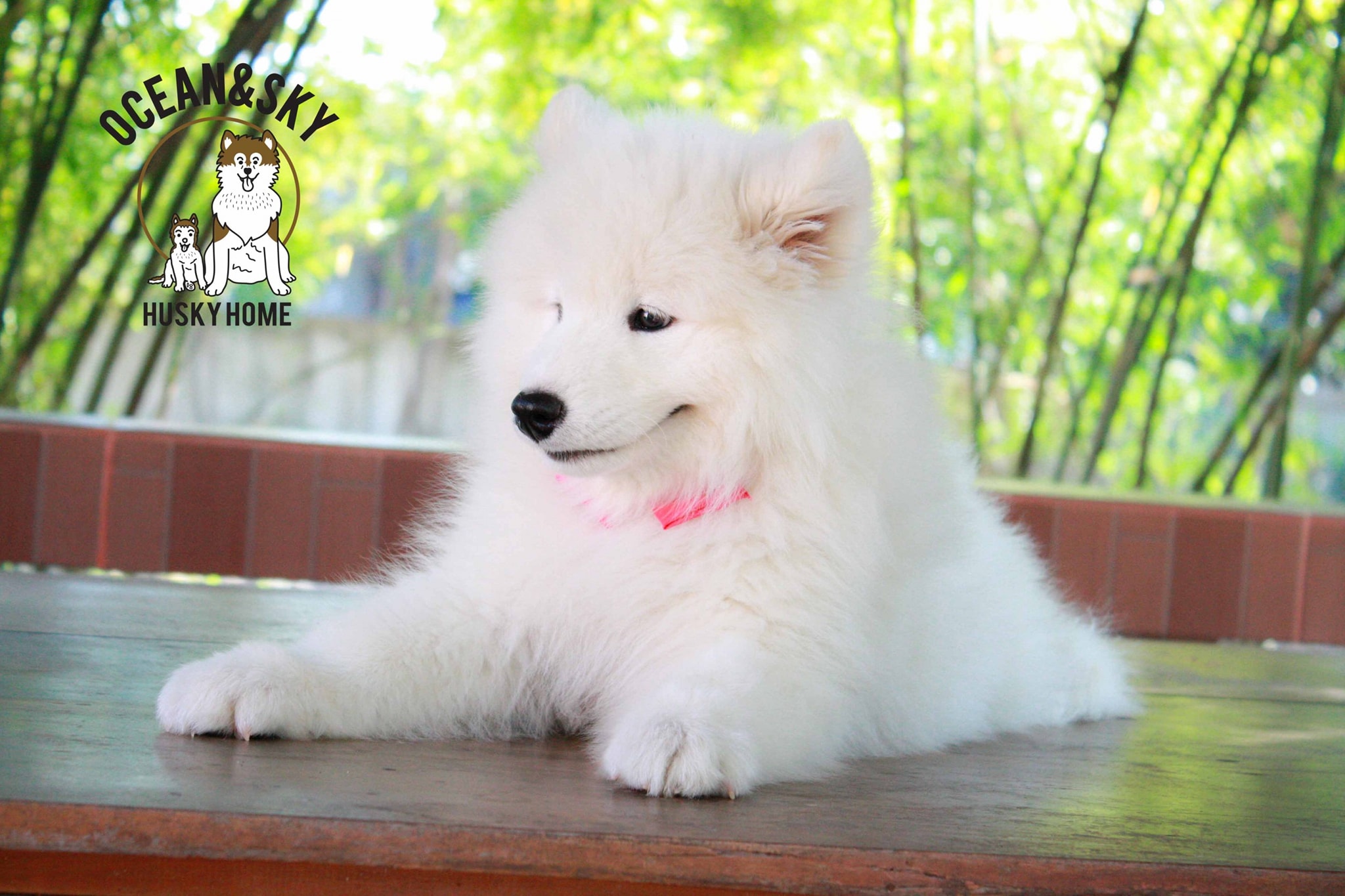 ซามอยด์ (Samoyed) ซามอยด์