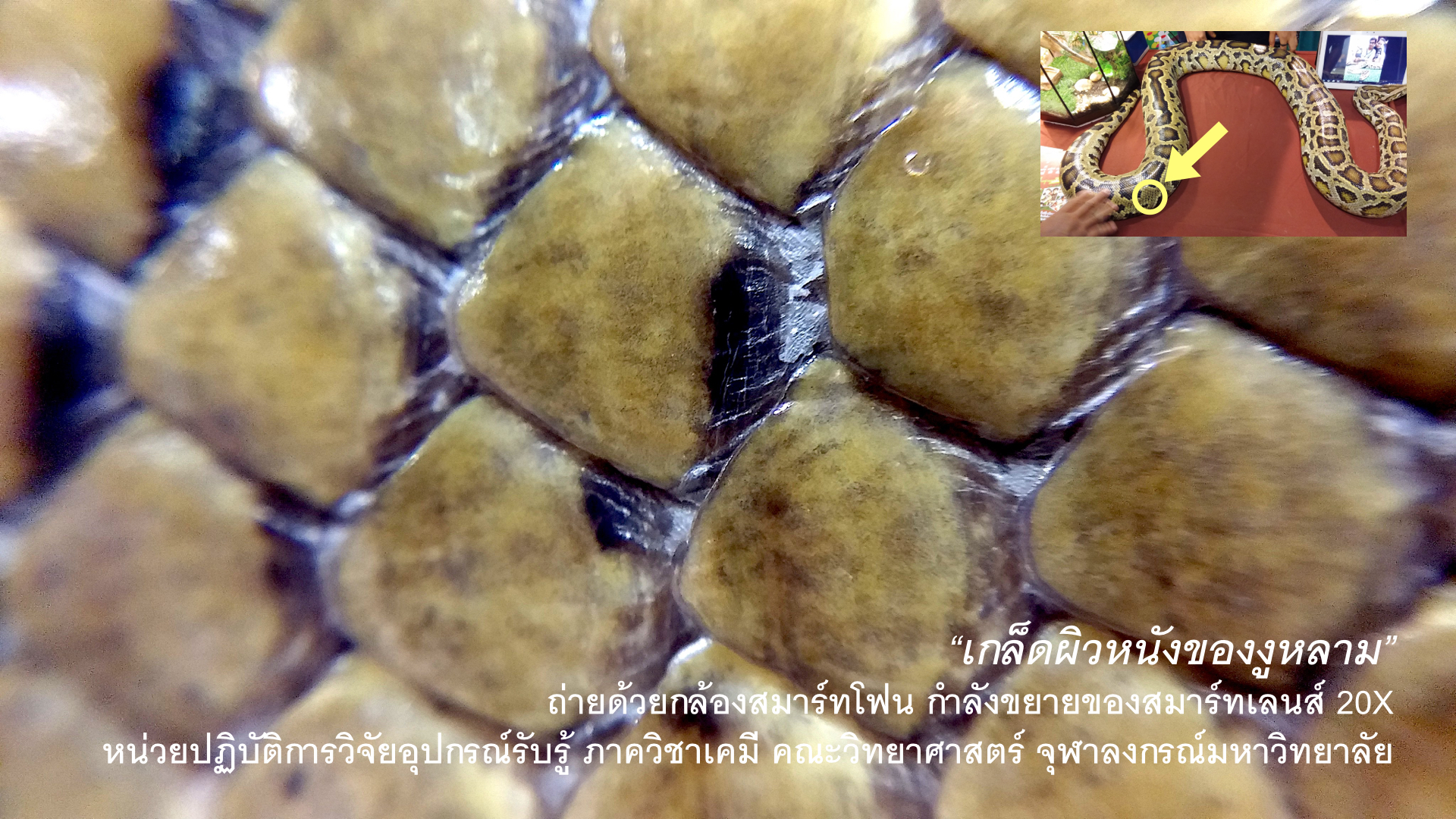 CUsmartlens Complete Set (เลนส์ขยาย เปลี่ยนมือถือเป็นกล้องจุลทรรศน์)