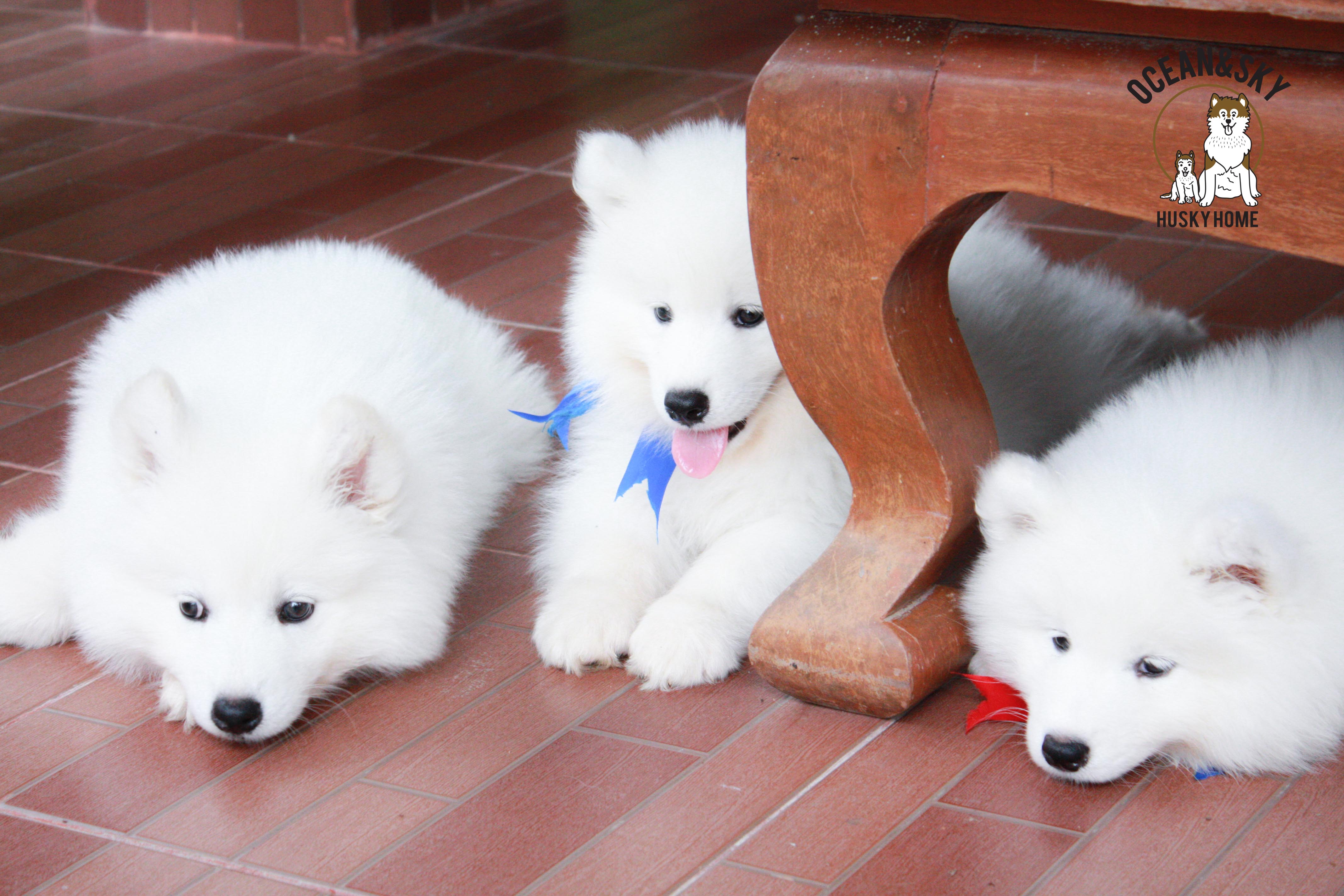 เพศผู้ อัปเดท น้อง ซามอยด์ (Samoyed) อายุ 75
