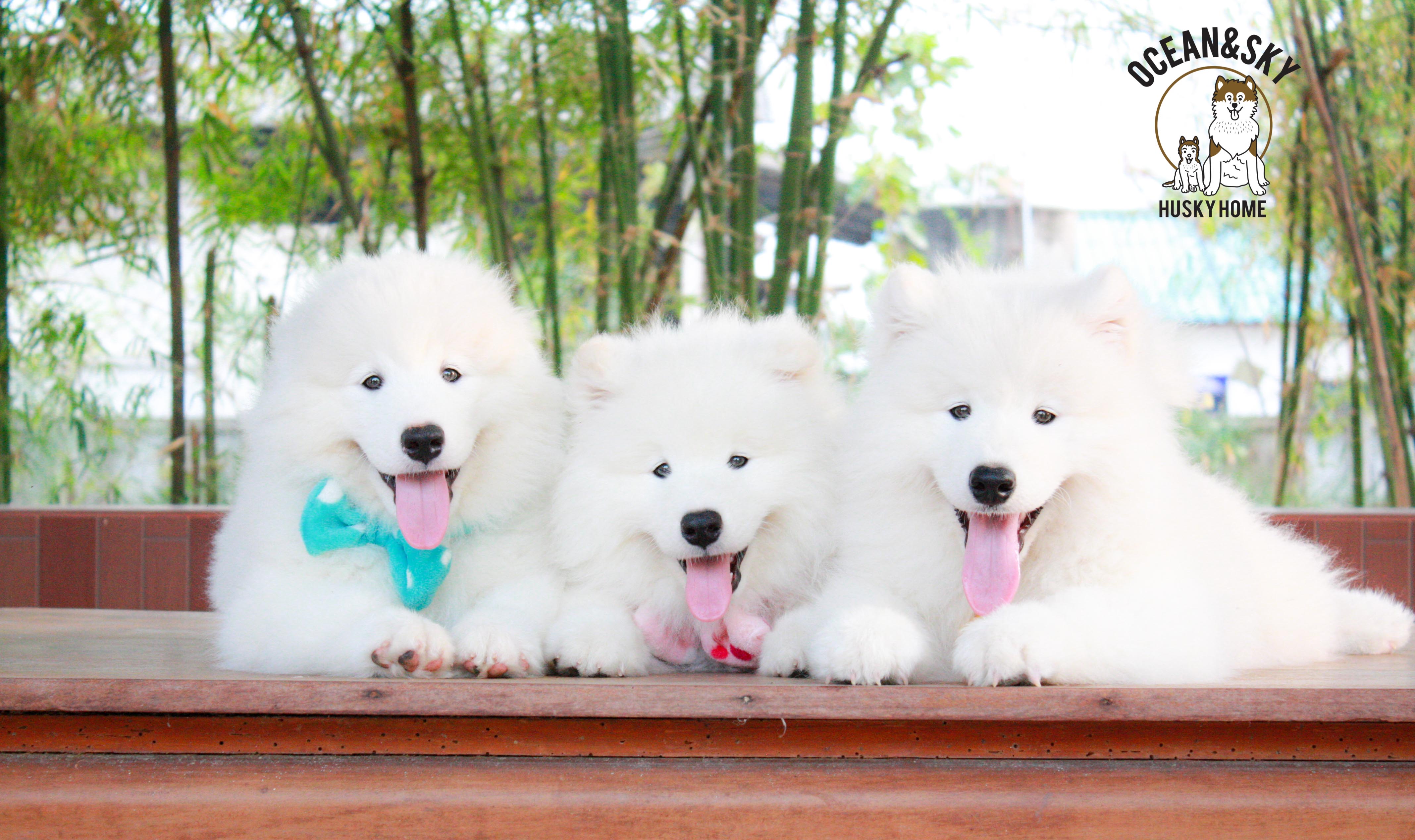 Samoyed , ซามอยด์ , ขายซามอยด์ , ขายSamoyed , ขายลูกสุนัขซามอยด์ ,ขายลูกสุนัขSamoyed