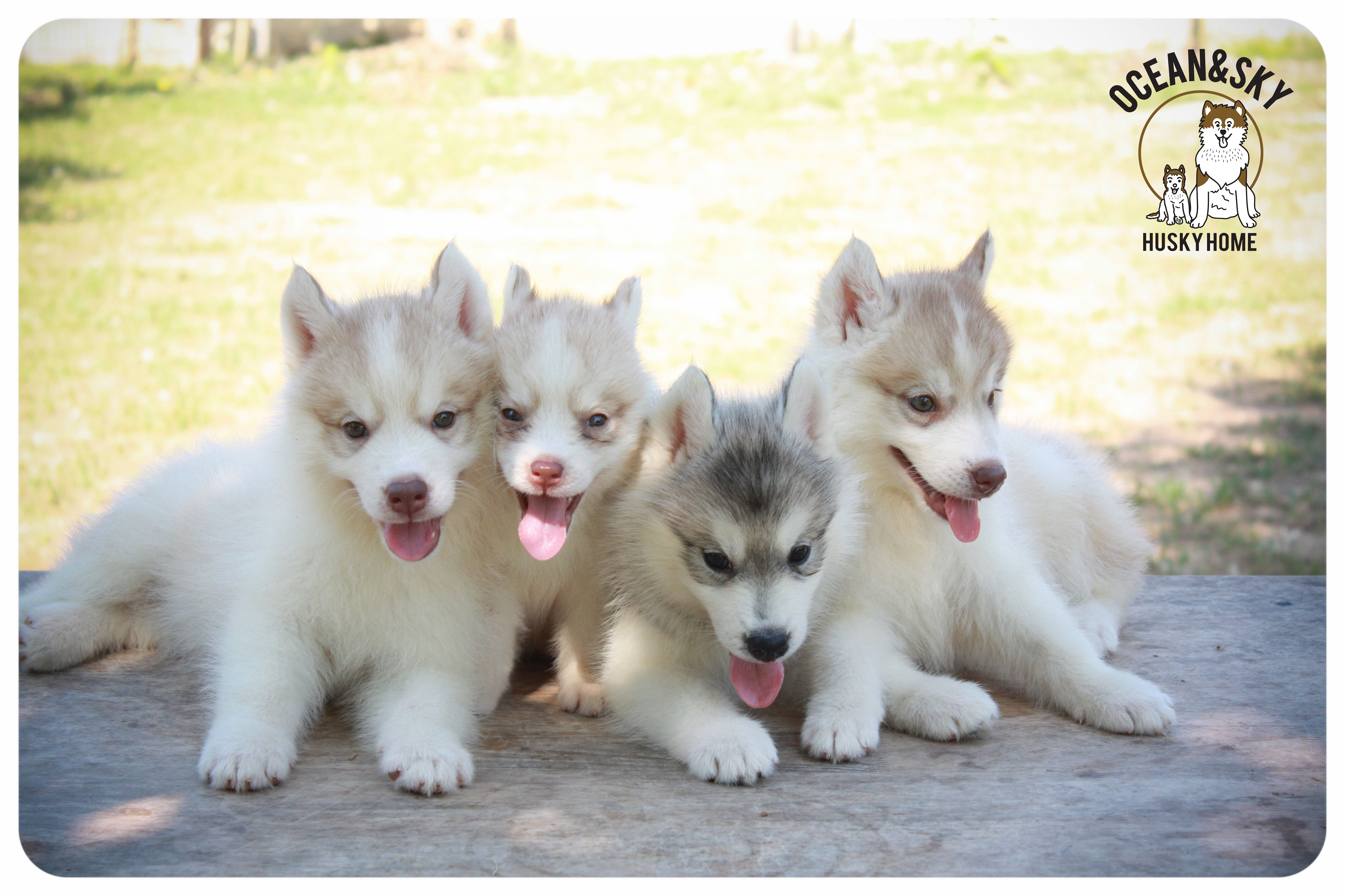 ลูกสุนัขไซบีเรียน โอเชี่ยน+สกาย