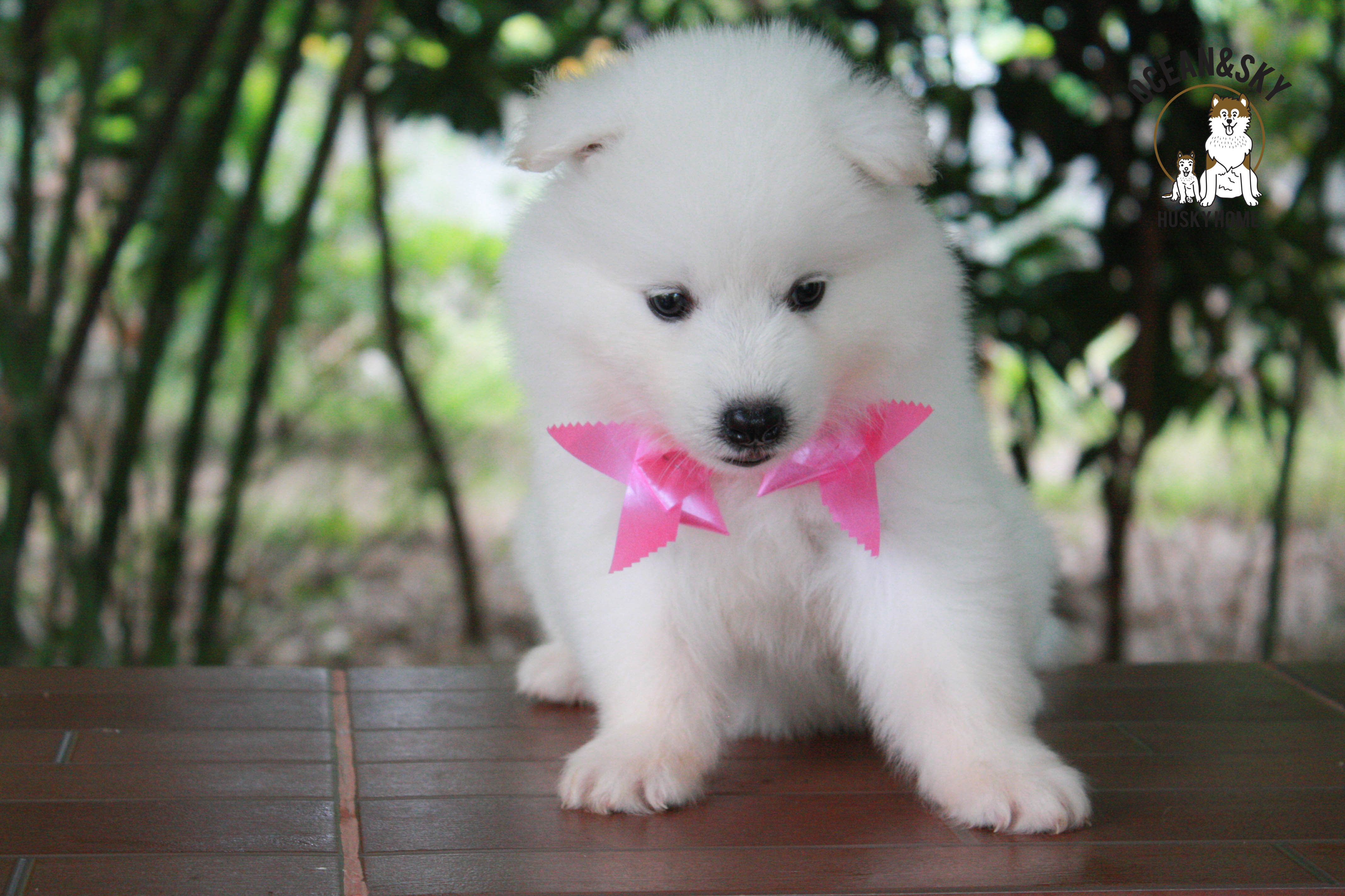 ซามอยด์ , samoyed , female