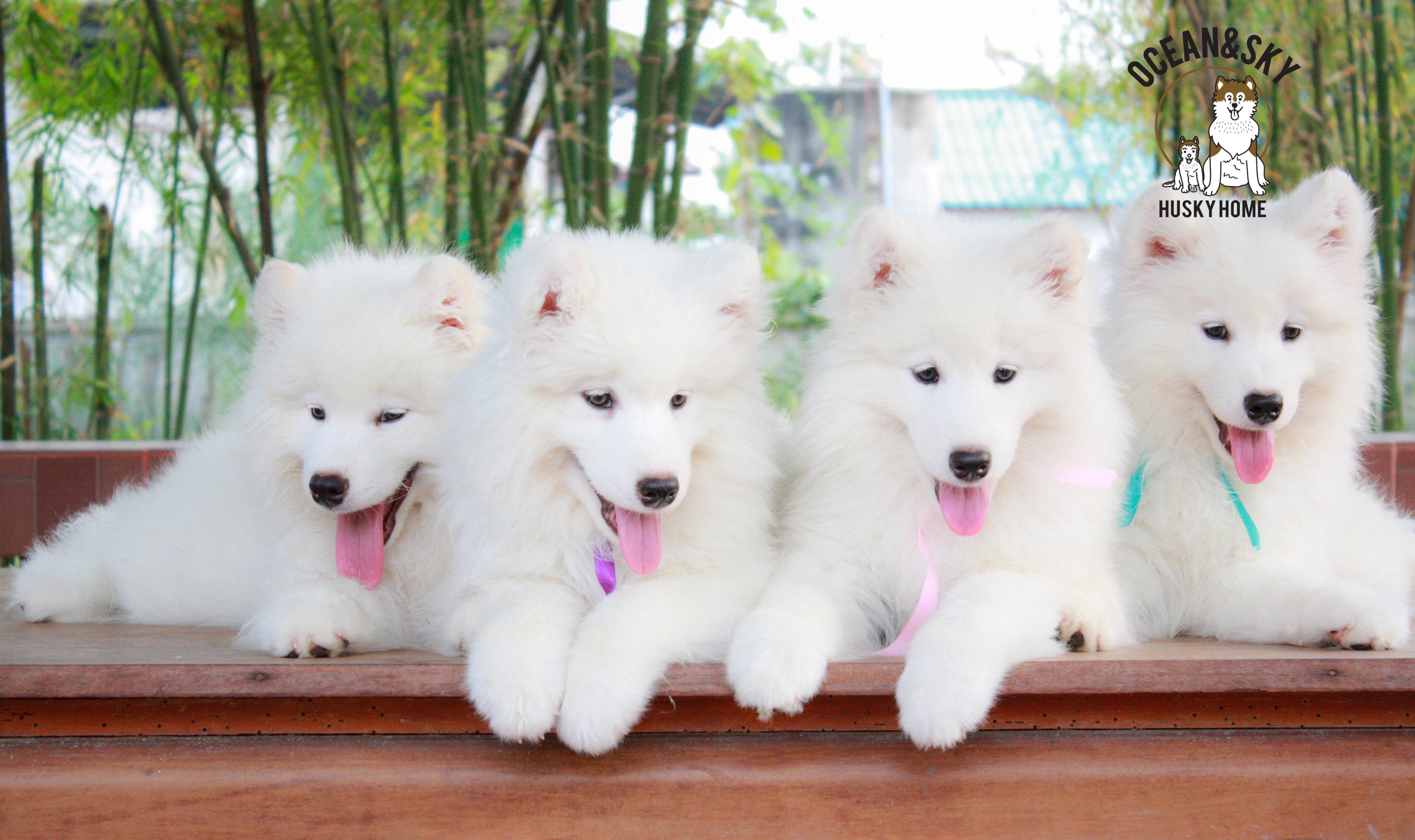 Samoyed , ซามอยด์ , ขายซามอยด์ , ขายSamoyed , ขายลูกสุนัขซามอยด์ ,ขายลูกสุนัขSamoyed