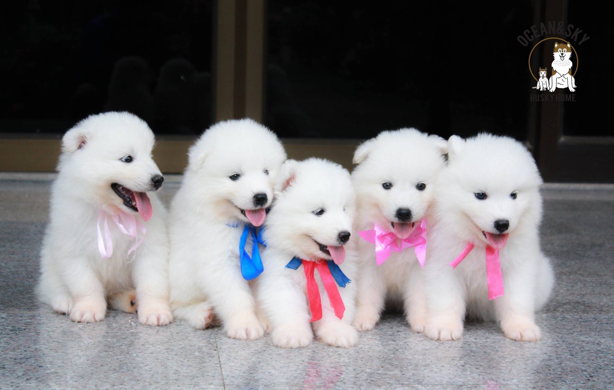 ซามอยด์ (Samoyed) ซามอยด์