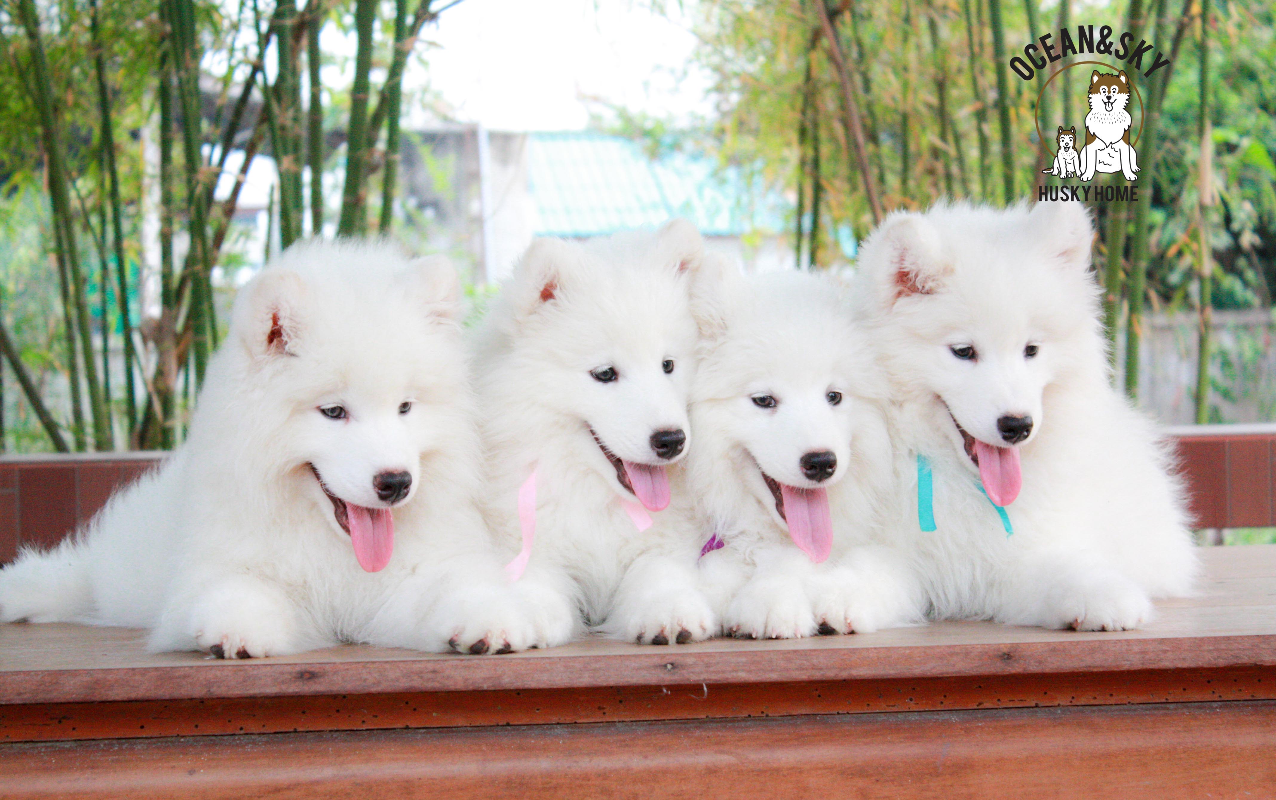 Samoyed , ซามอยด์ , ขายซามอยด์ , ขายSamoyed , ขายลูกสุนัขซามอยด์ ,ขายลูกสุนัขSamoyed