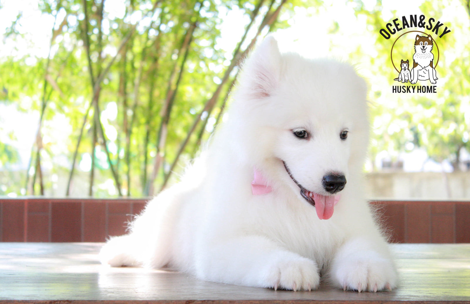 ซามอยด์ (Samoyed) ซามอยด์