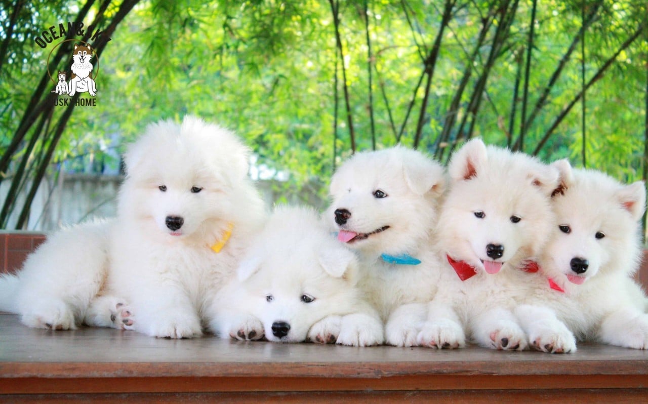 ซามอยด์ (Samoyed) ซามอยด์