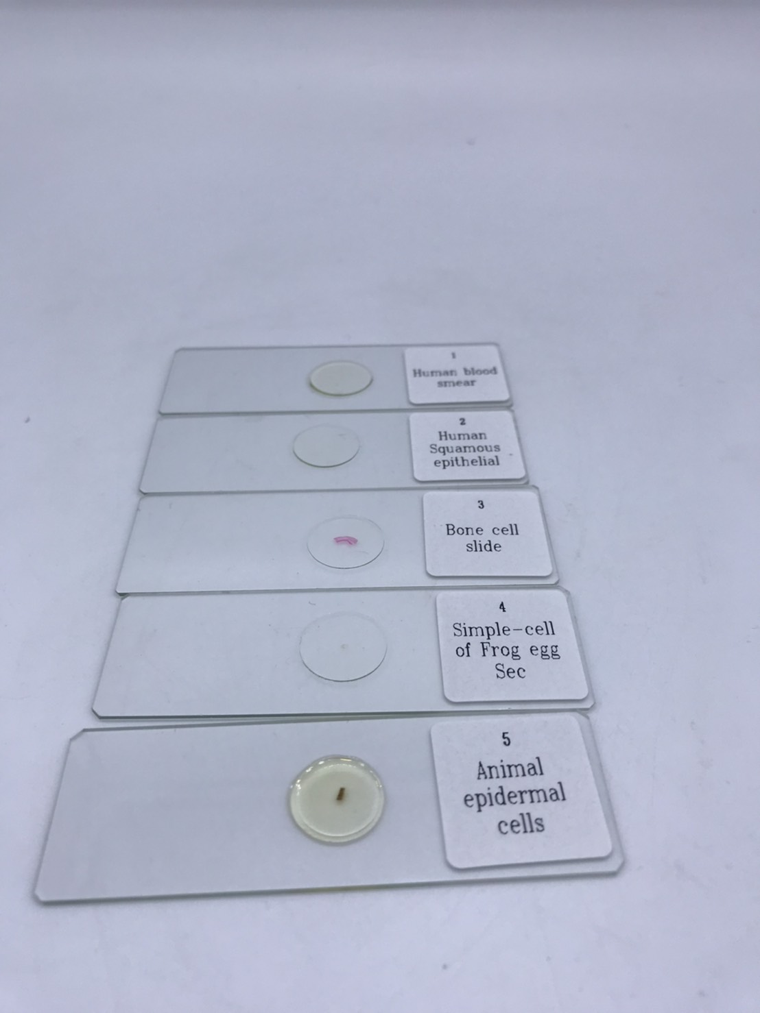 สไลด์ถาวร ตัวอย่างพืช และสัตว์