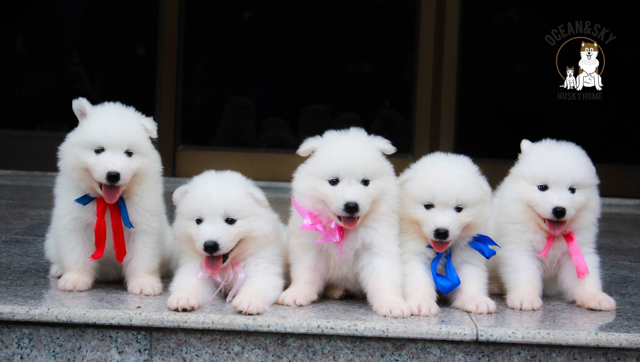 ซามอยด์ (Samoyed) ซามอยด์