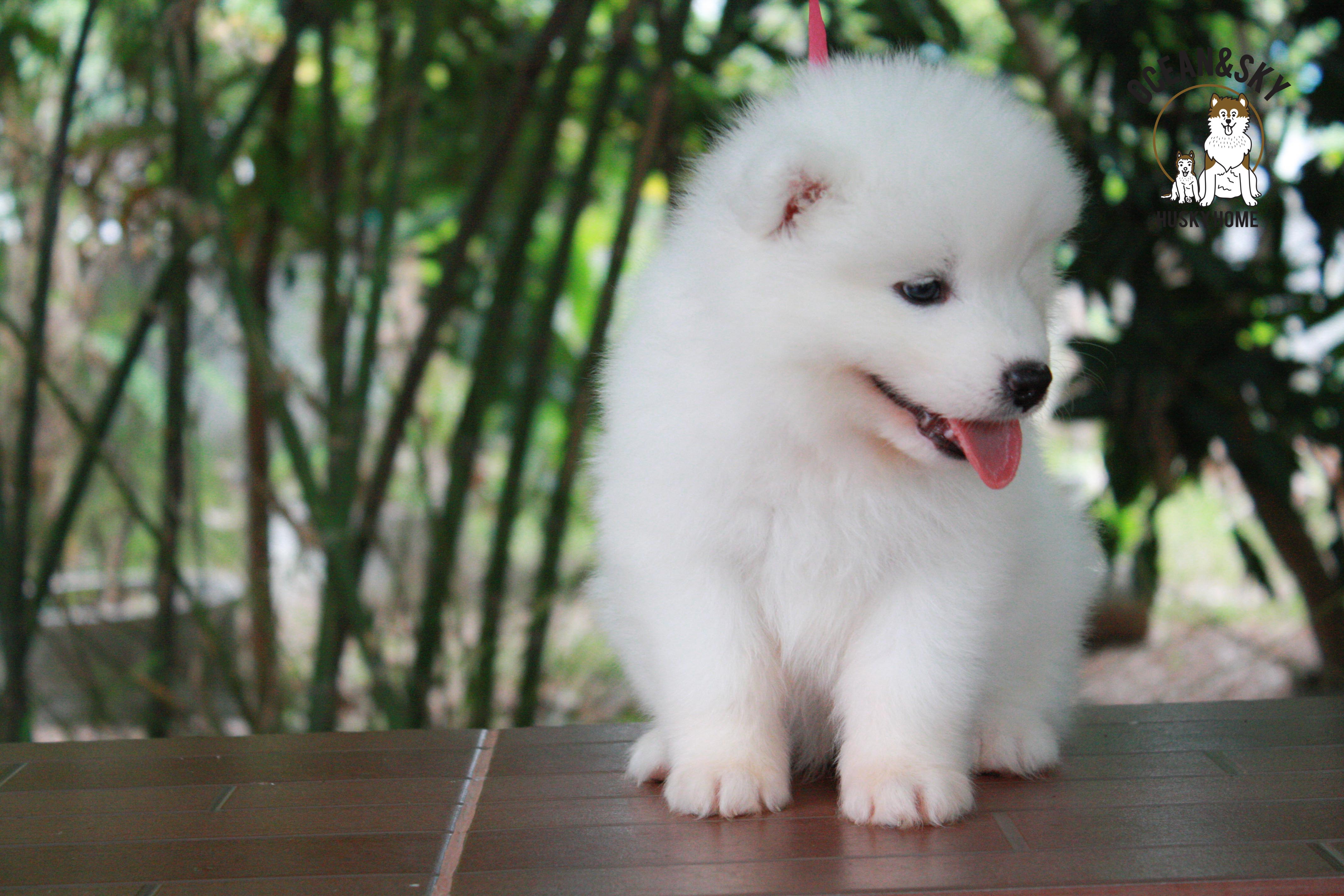 ซามอยด์ , samoyed , female