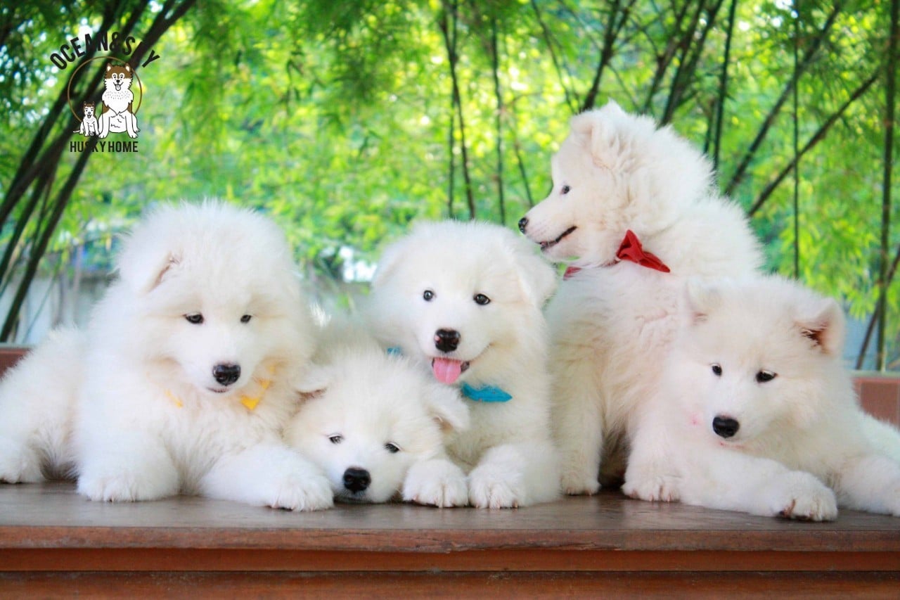 ซามอยด์ (Samoyed) ซามอยด์