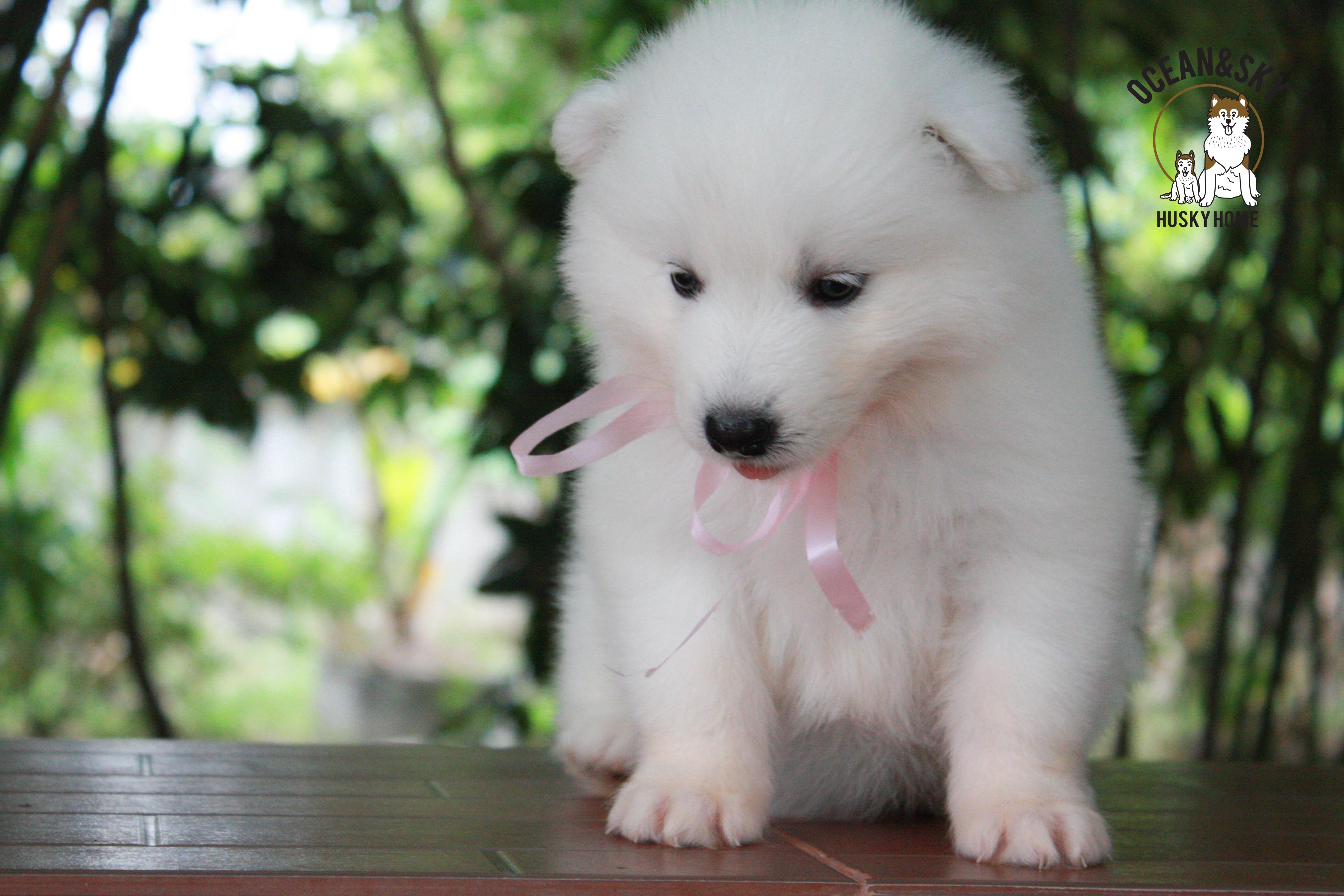 ซามอยด์ , samoyed , female