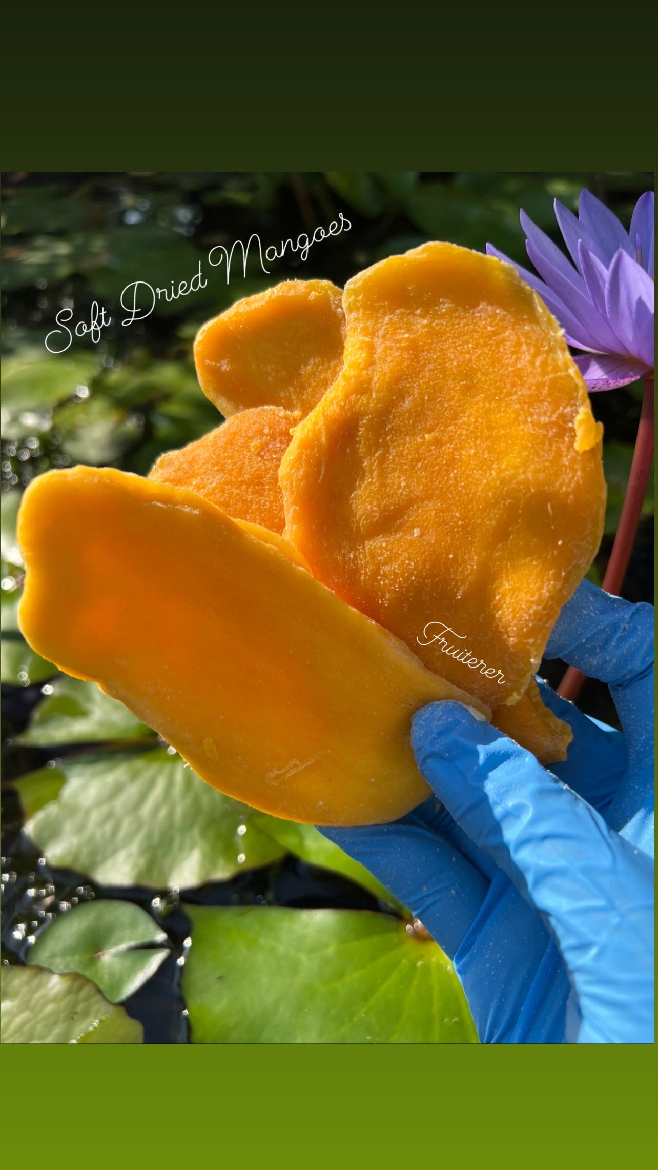 Dehydrated Mangoes 200g. | มะม่วงแก้วขมิ้นอบ 200 กรัม