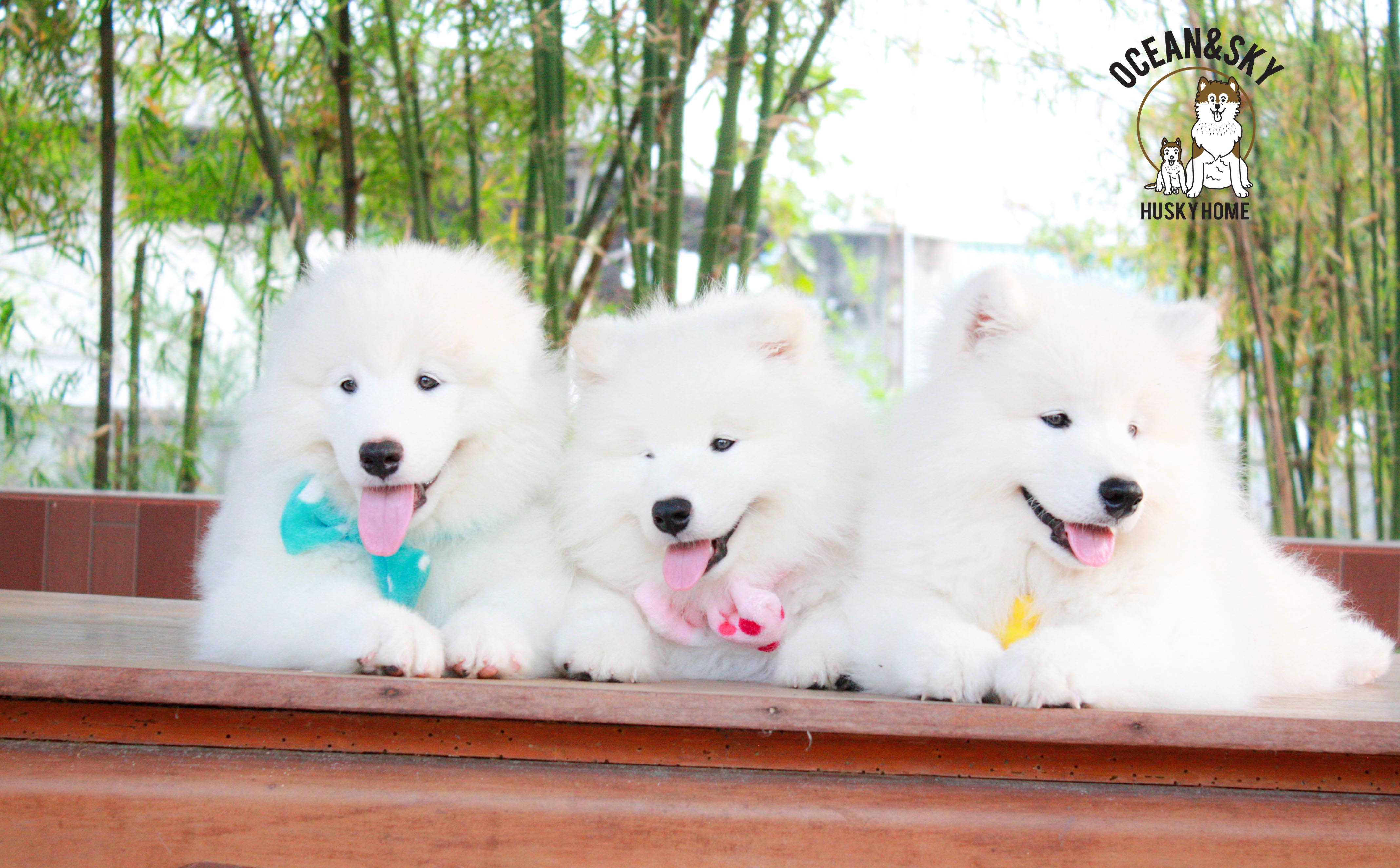 Samoyed , ซามอยด์ , ขายซามอยด์ , ขายSamoyed , ขายลูกสุนัขซามอยด์ ,ขายลูกสุนัขSamoyed
