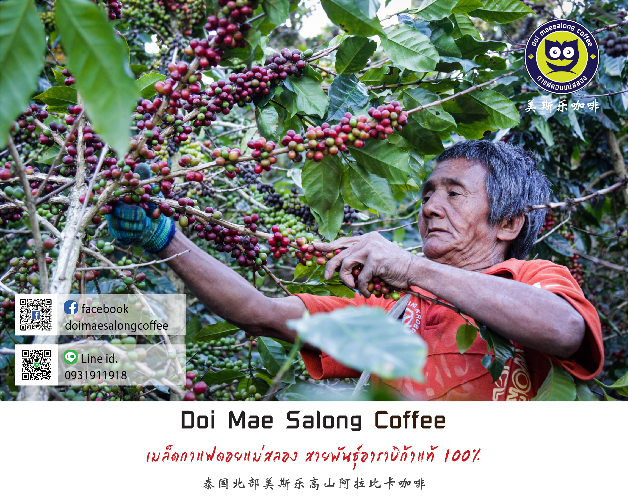 เมล็ดกาแฟคั่วกลางเข้ม เมล็ดกาแฟอาราบิก้า คุณภาพเกรดA