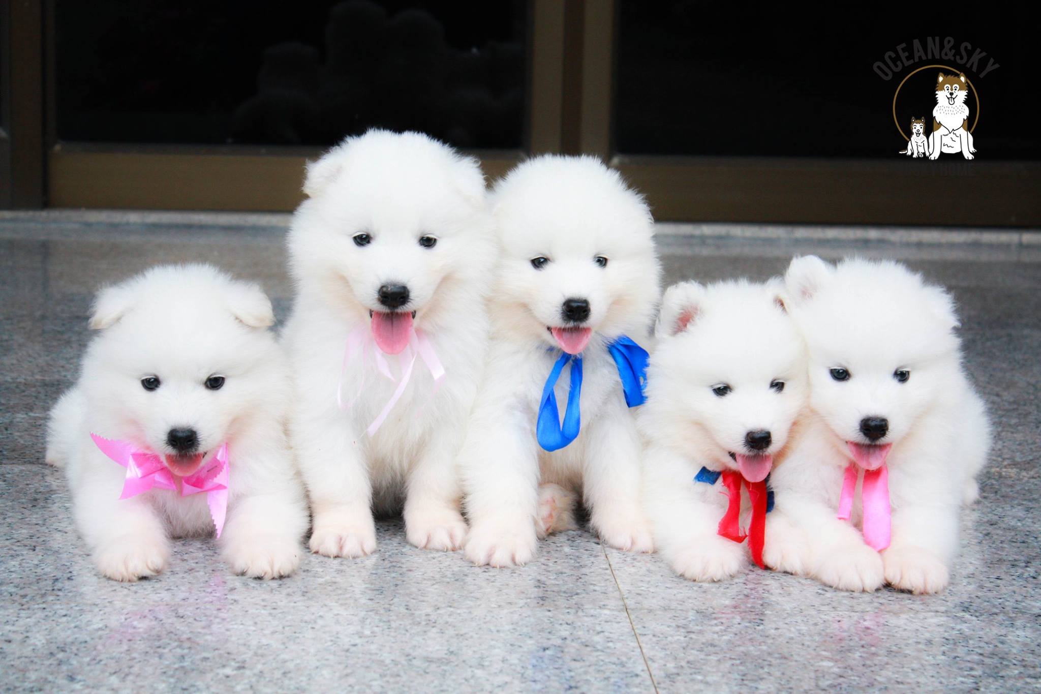 ซามอยด์ (Samoyed) ซามอยด์