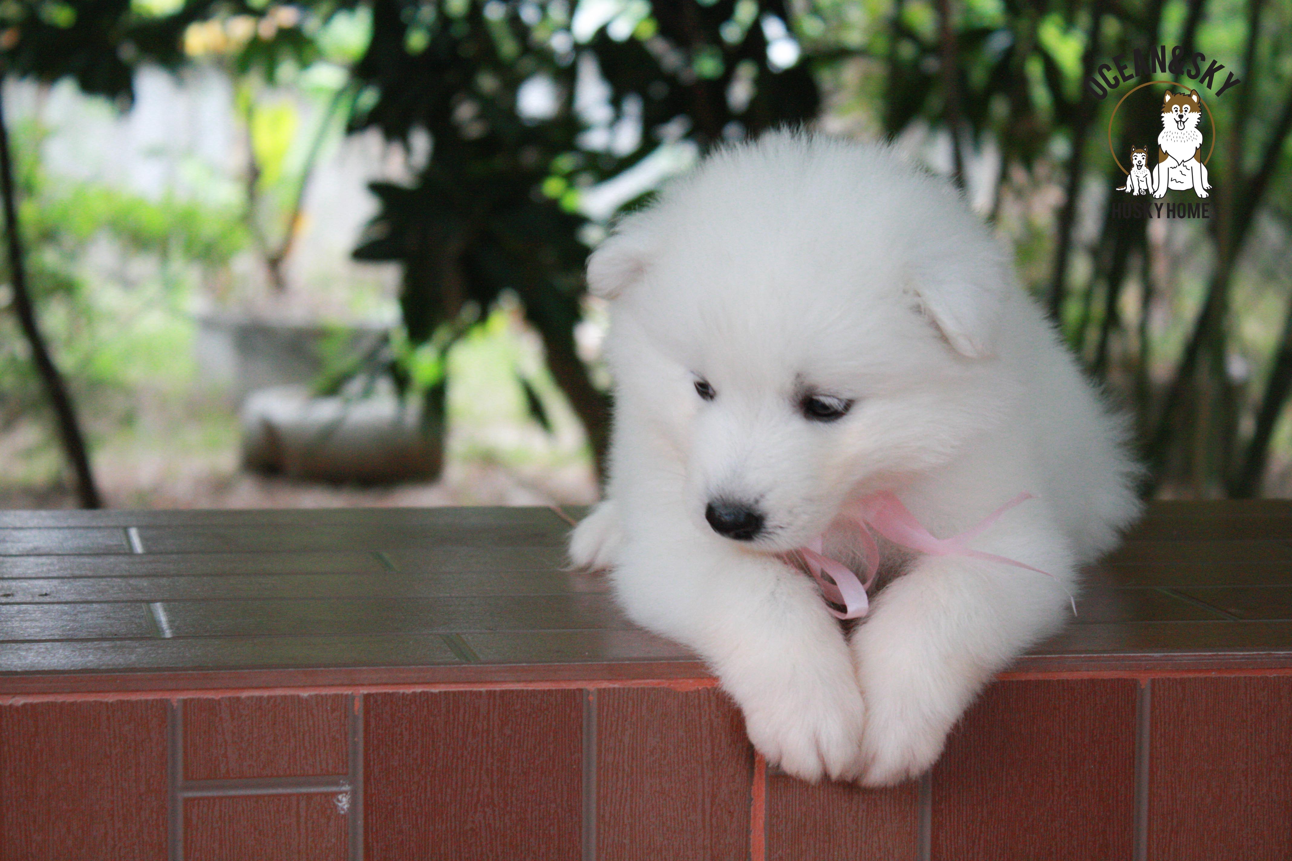 ซามอยด์ , samoyed , female