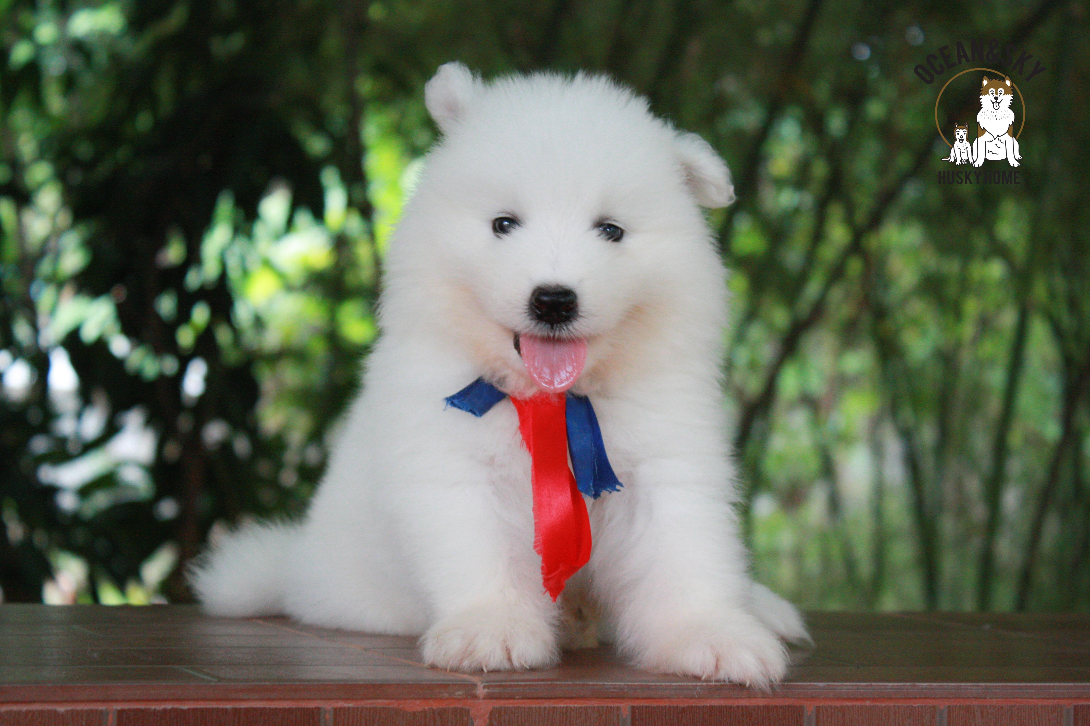 ซามอยด์ samoyed female