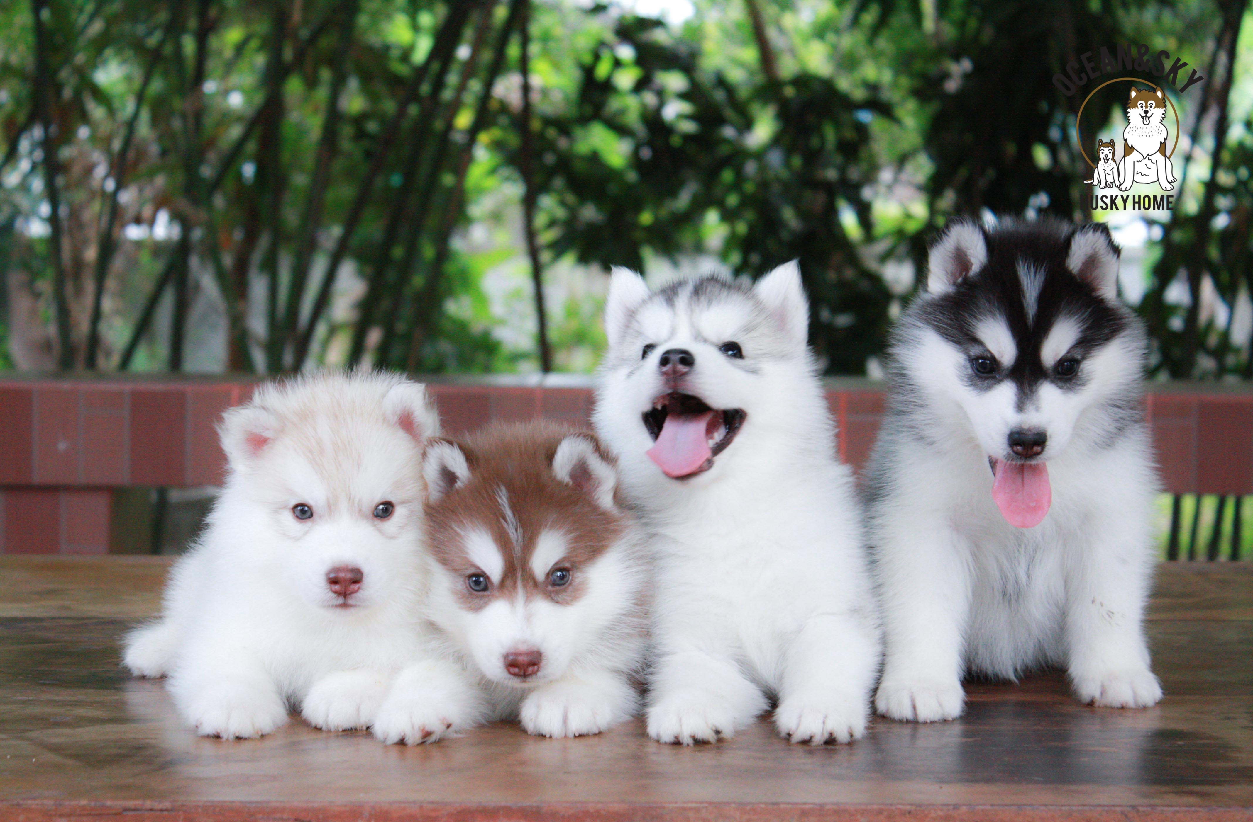 ไซบีเรียนขนฟู ราคาน่ารัก