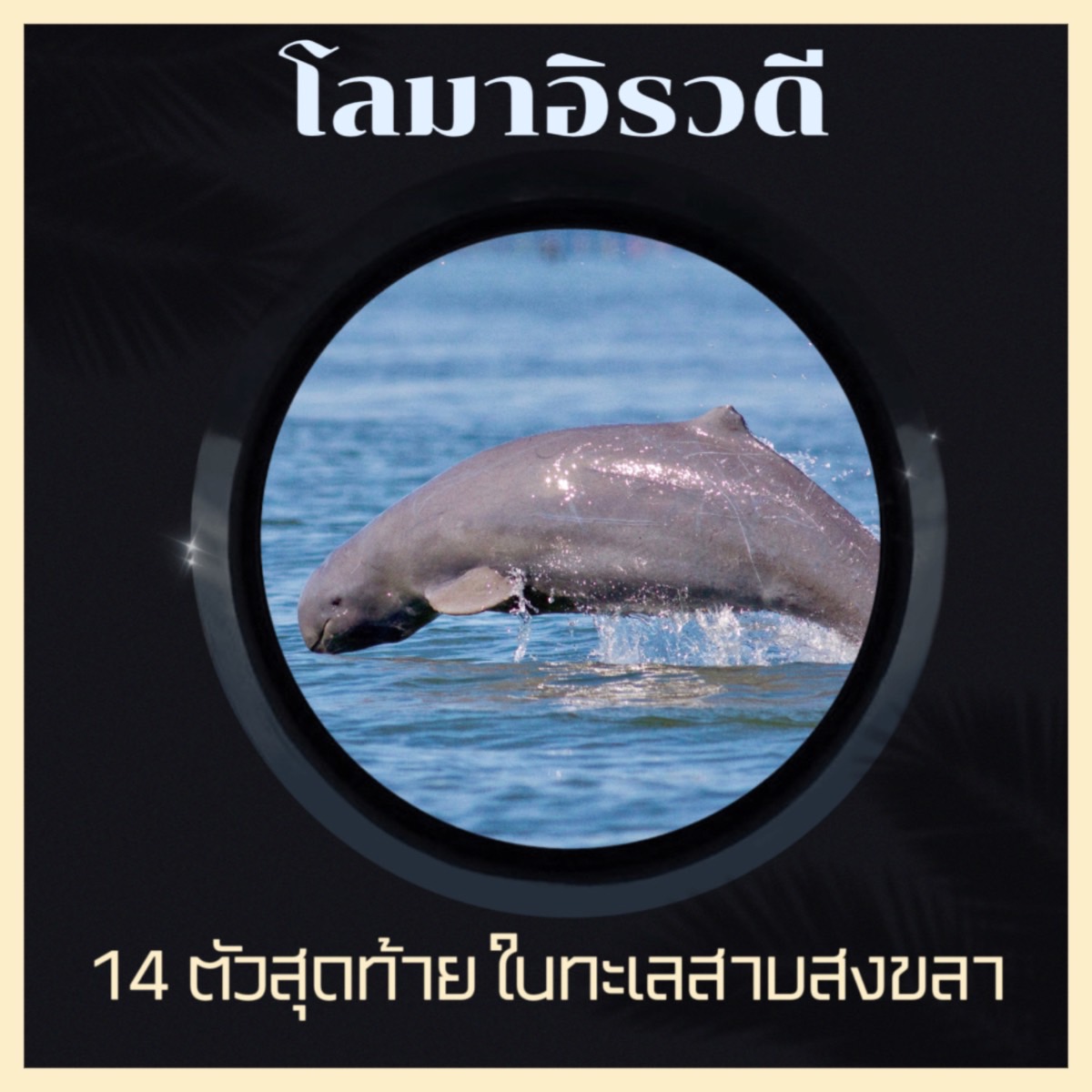 ชุดสัตว์ทะเลไทย