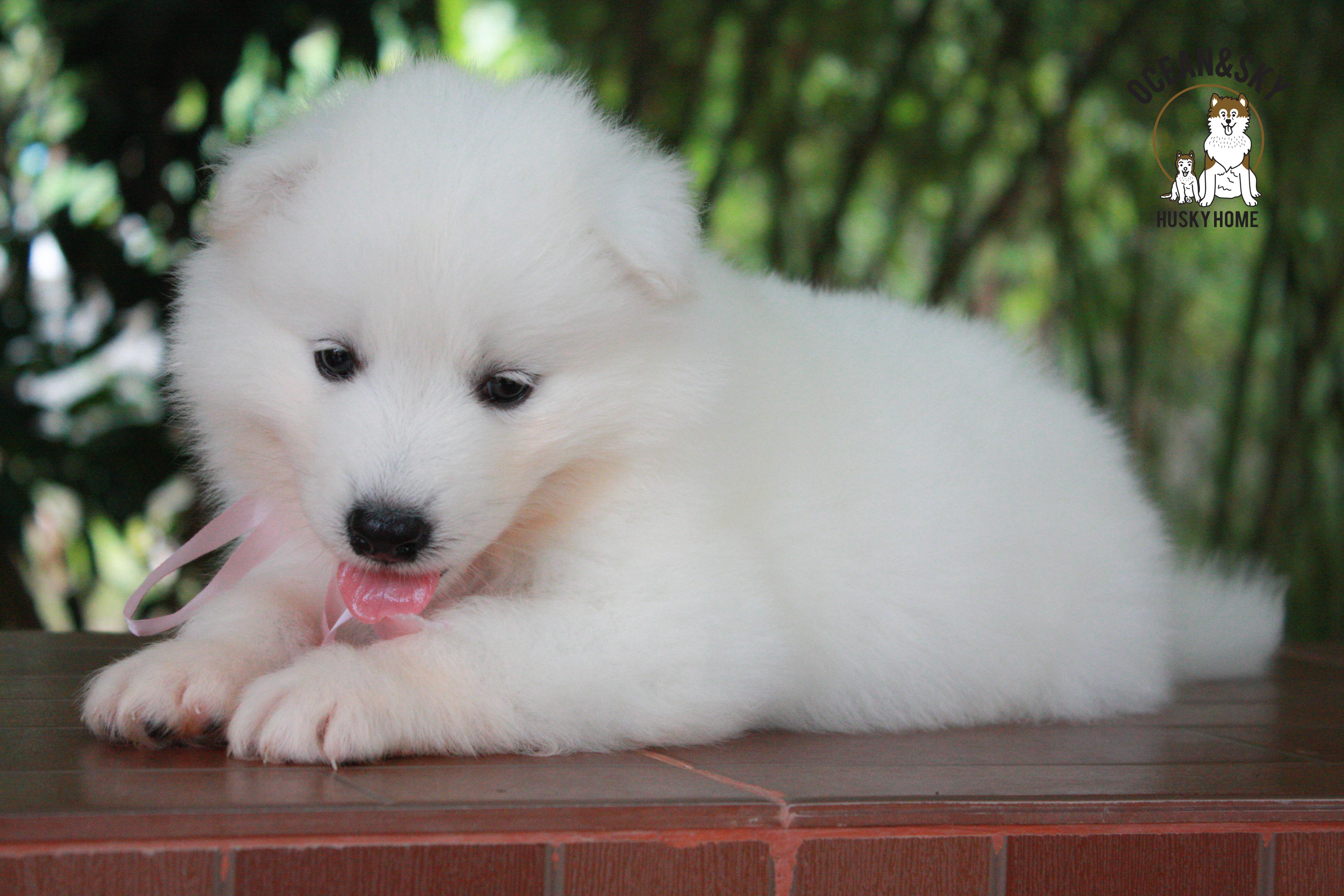 ซามอยด์ , samoyed , female
