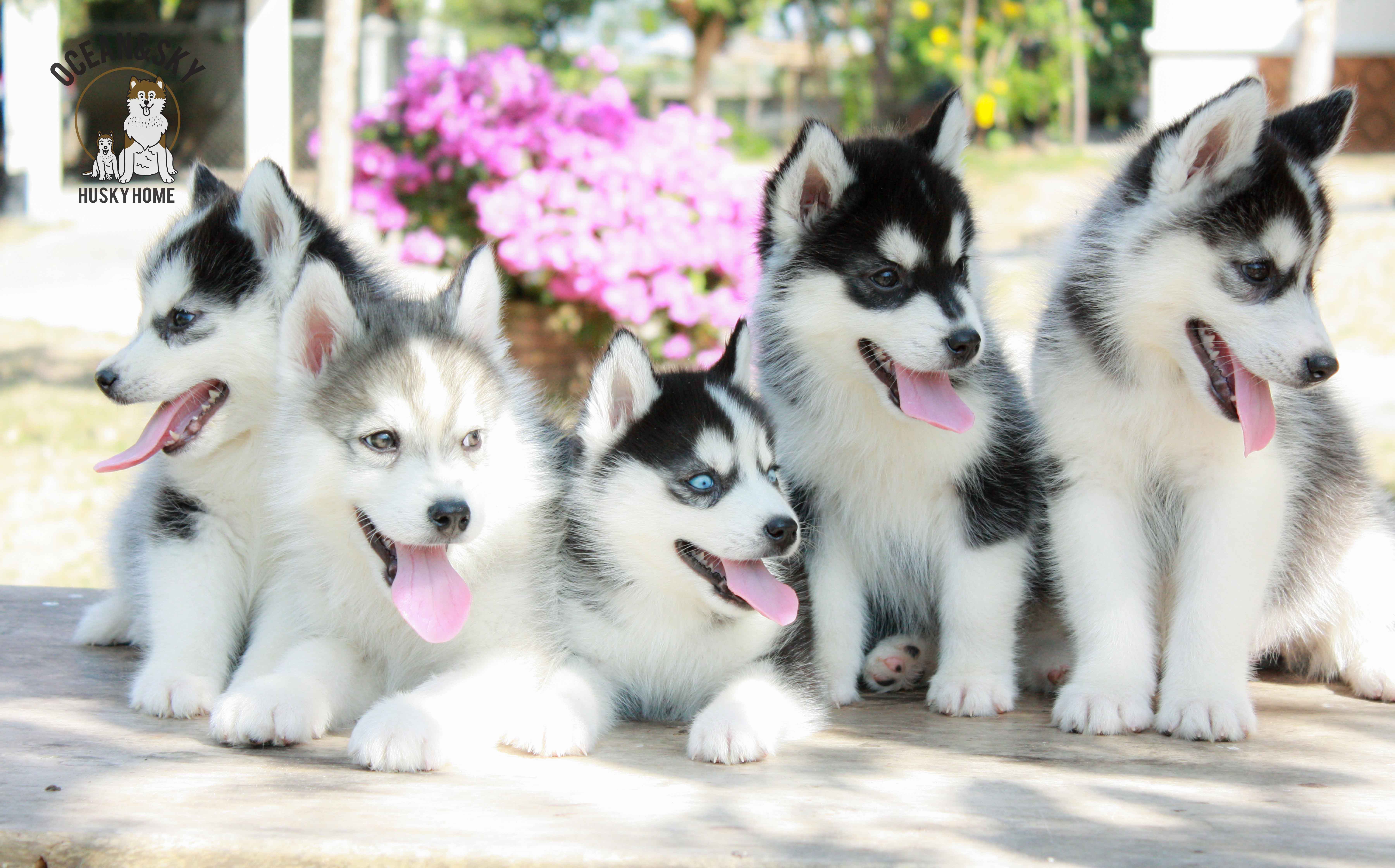 ขายสุนัขพันธุ์ ไซบีเรียน ฮัสกี้ ฟาร์มไซบีเรียน บลูโต้+เนปจูน