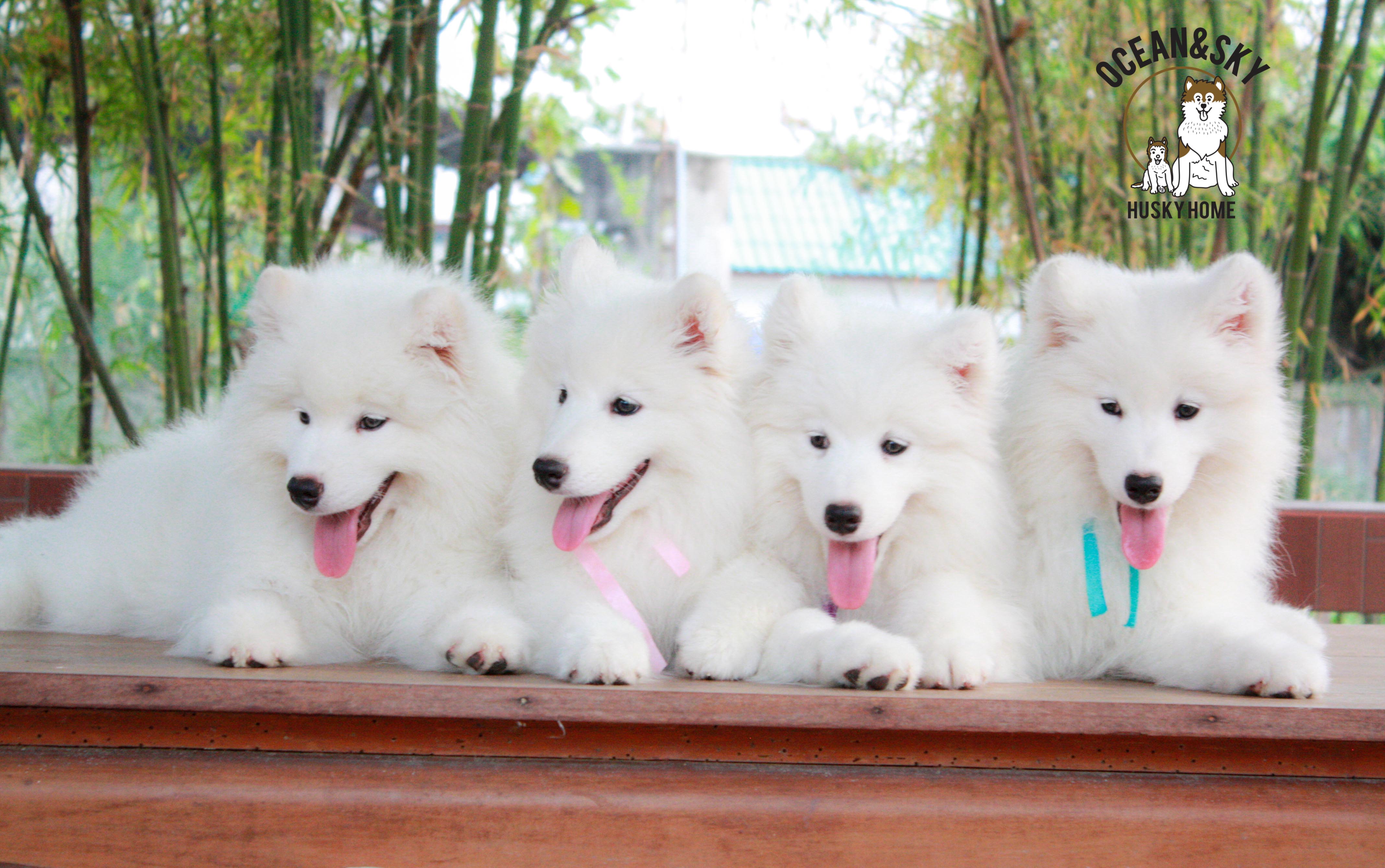 Samoyed , ซามอยด์ , ขายซามอยด์ , ขายSamoyed , ขายลูกสุนัขซามอยด์ ,ขายลูกสุนัขSamoyed