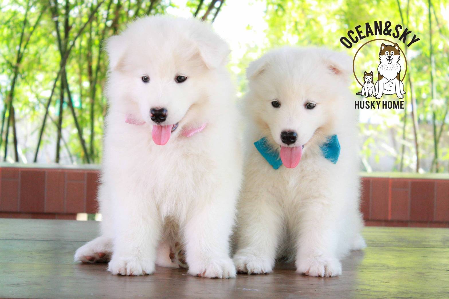 ซามอยด์ (Samoyed) ซามอยด์