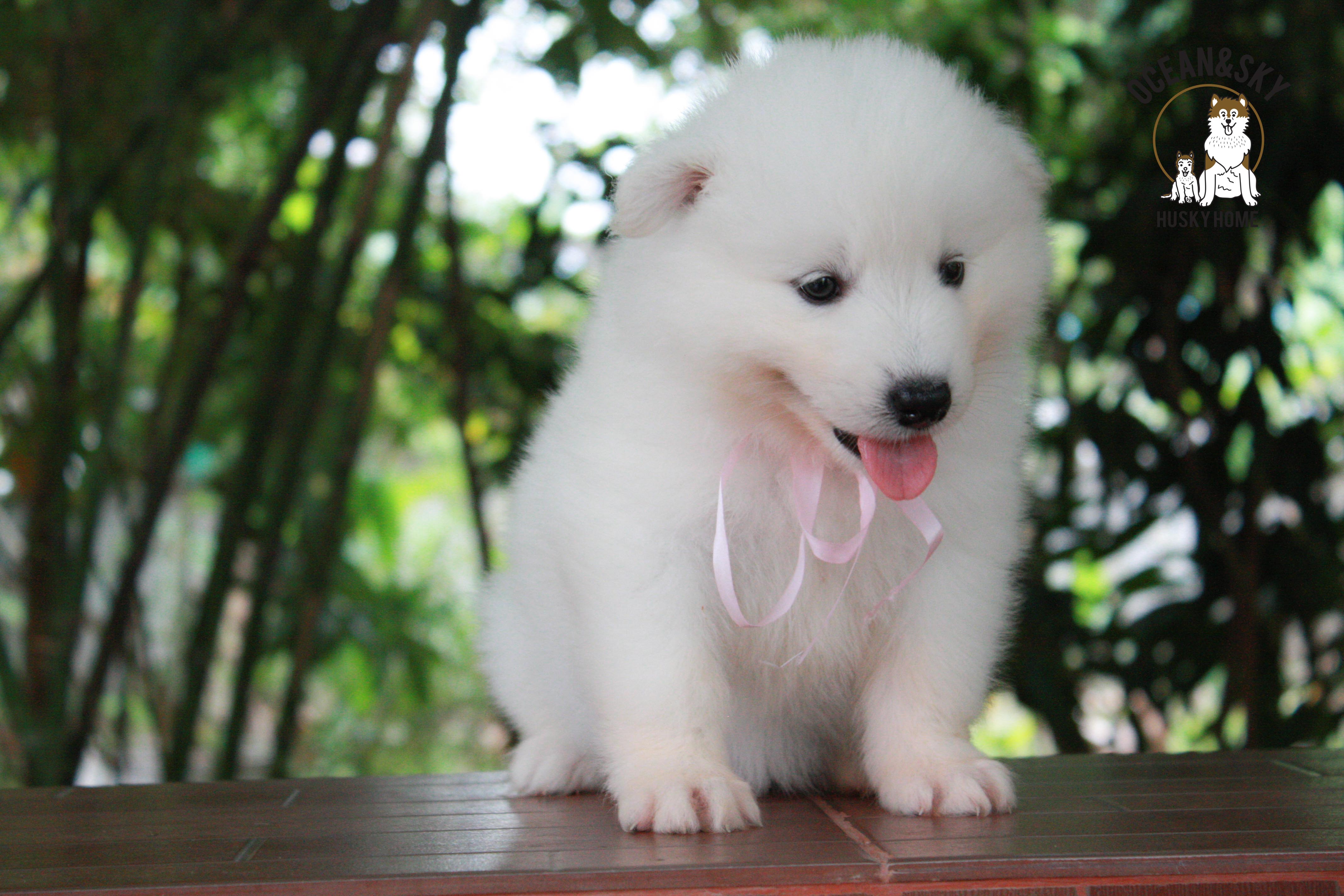ซามอยด์ , samoyed , female