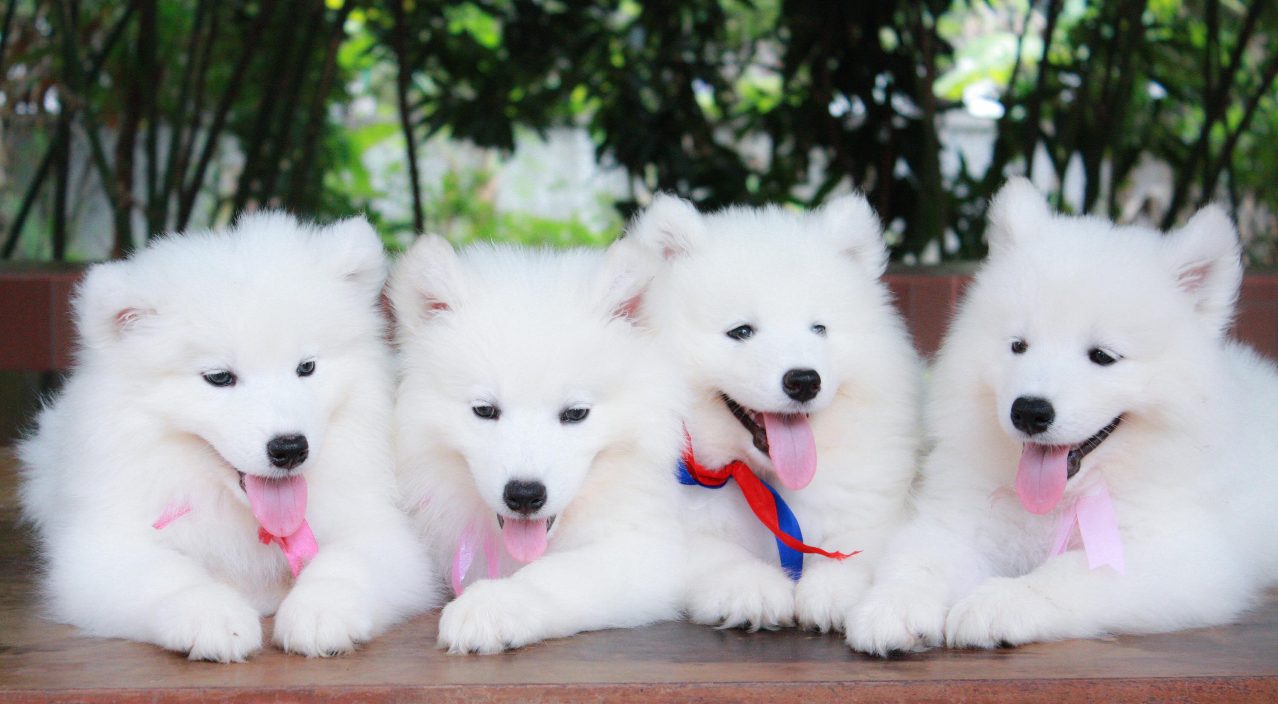 ลูกสุนัข ซามอยด์ Samoyed
