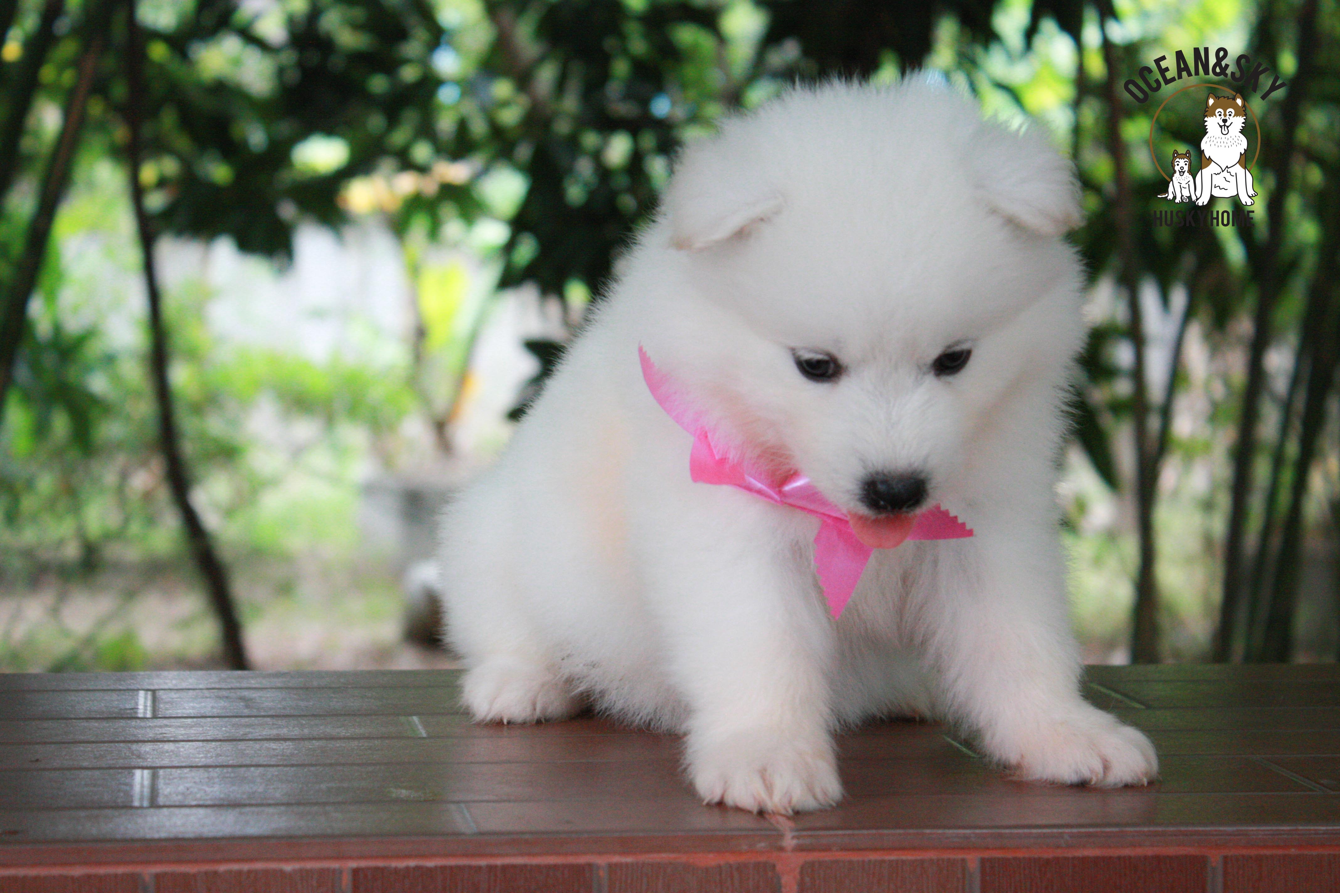 ซามอยด์ , samoyed , female