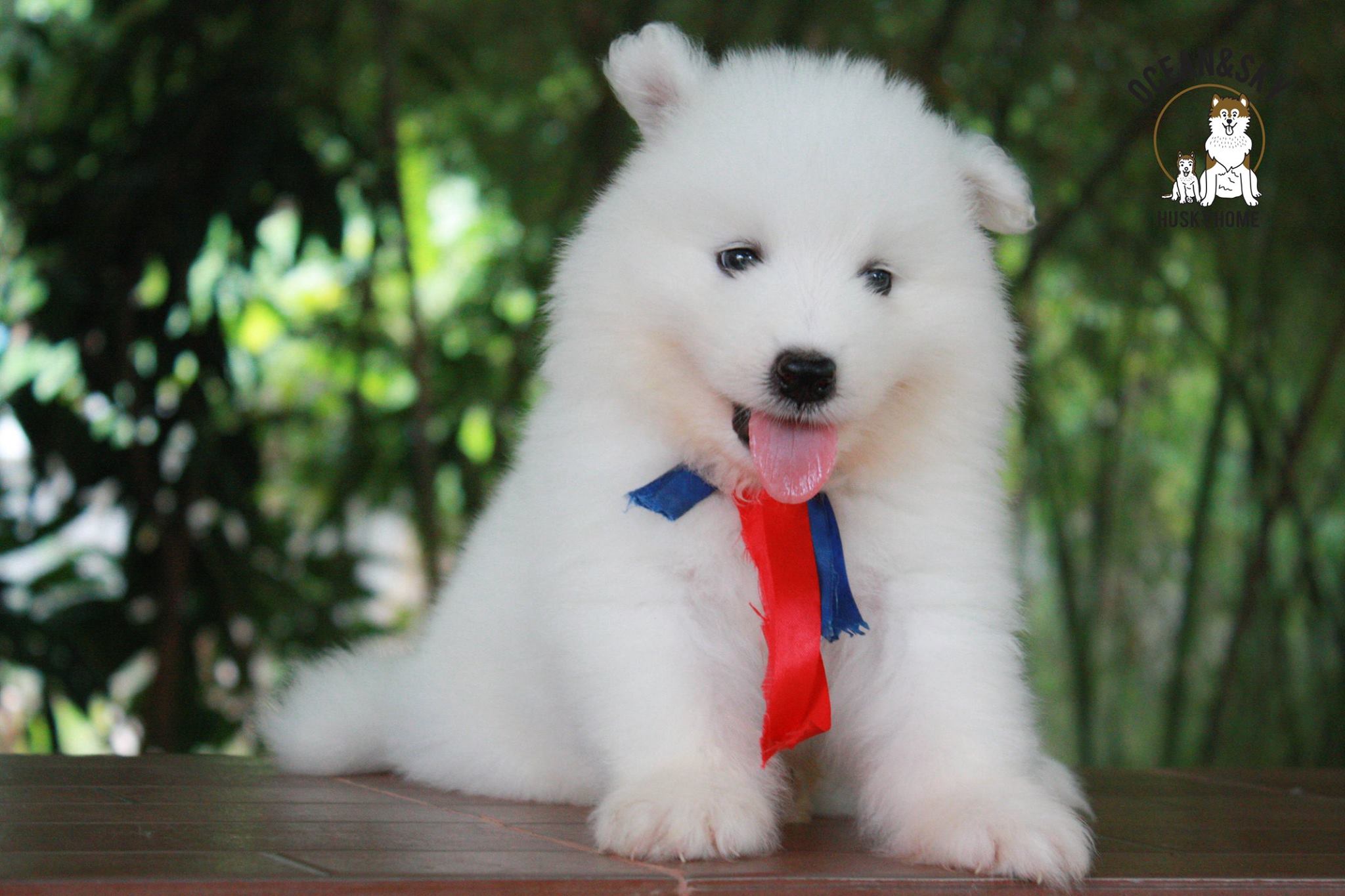 ซามอยด์ (Samoyed) ซามอยด์