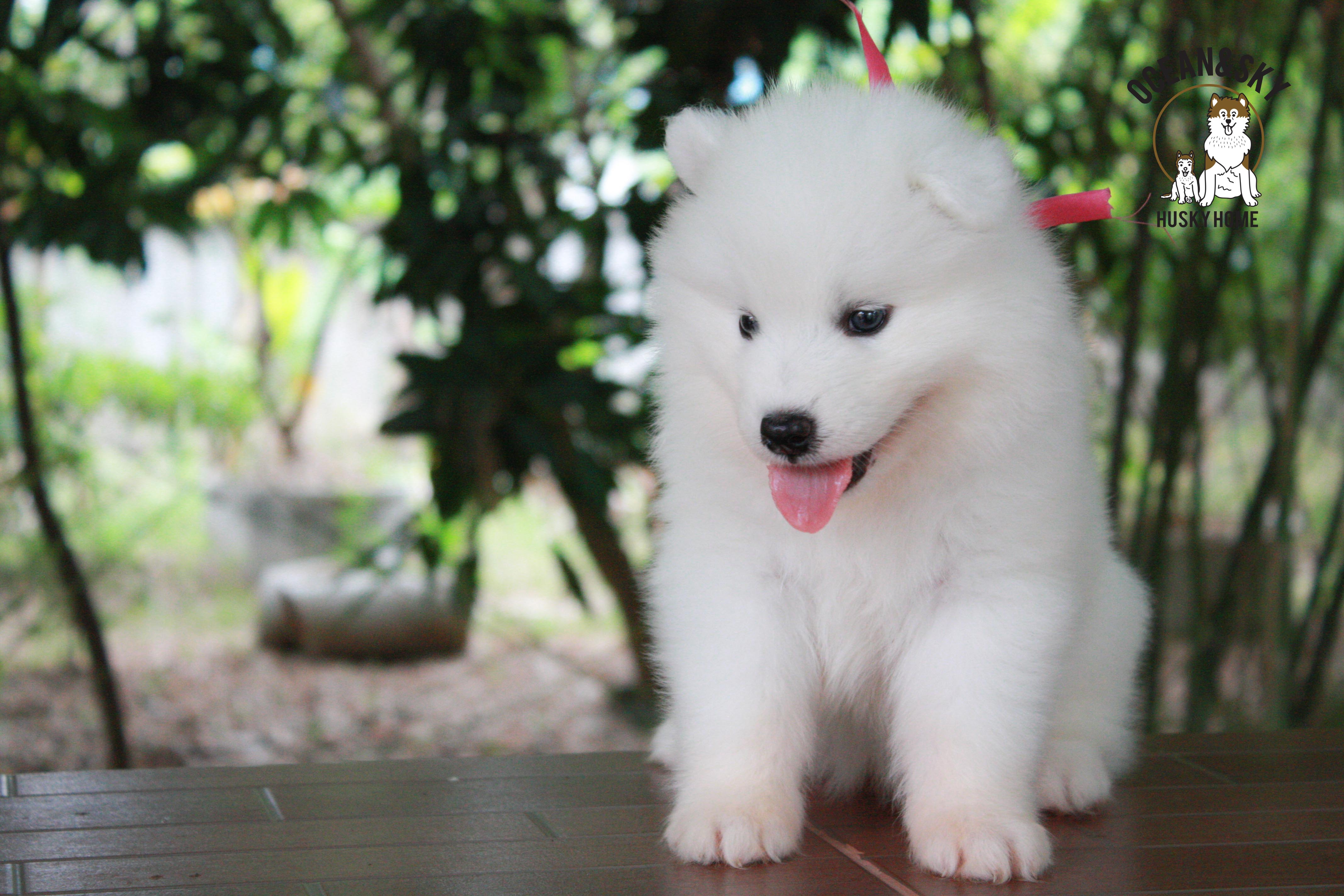 ซามอยด์ , samoyed , female