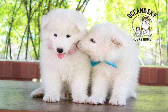 ซามอยด์ (Samoyed) ซามอยด์