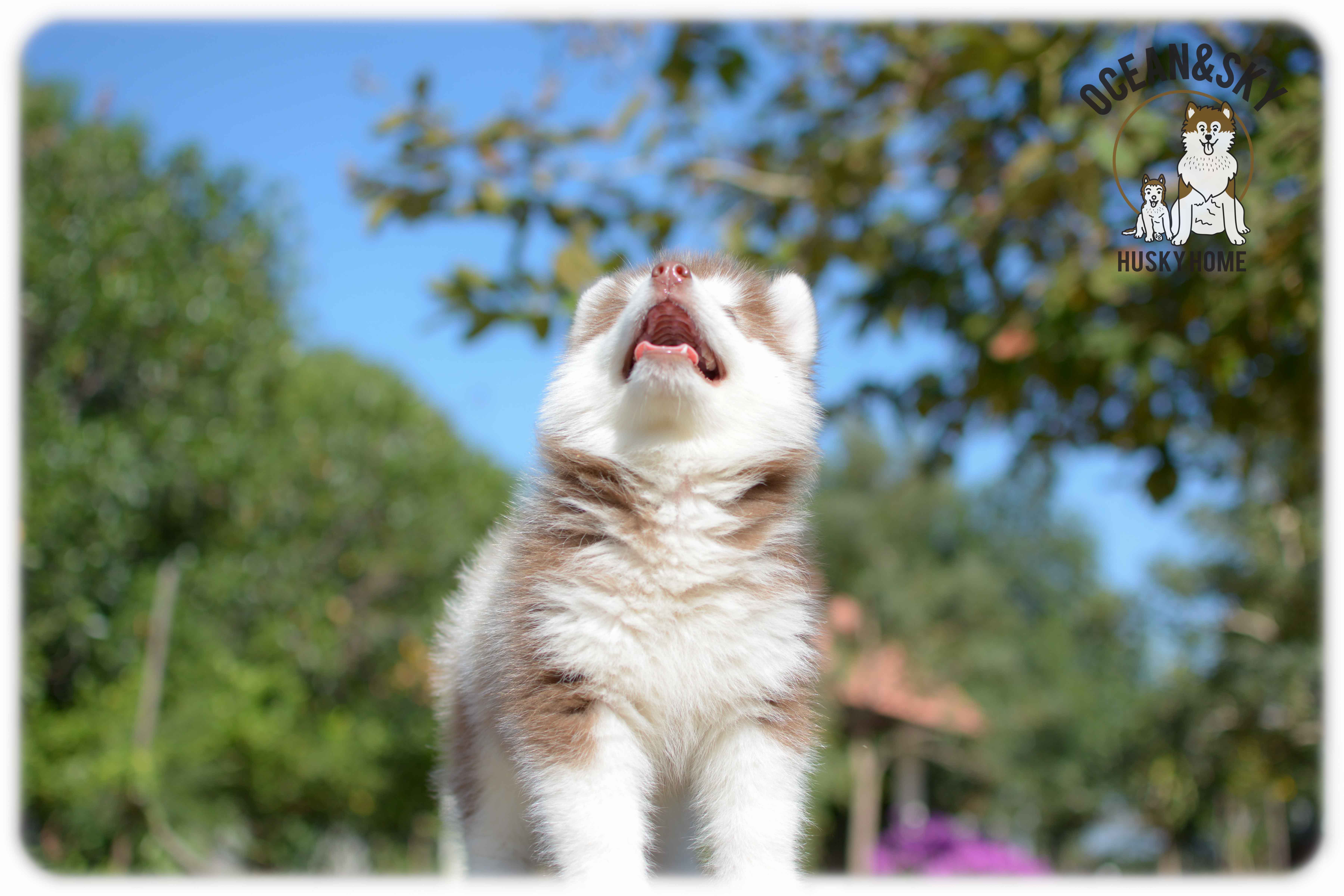 เปิดจองน้องๆไซบีเรียนขนฟู สีน่ารัก ผู้3ตัว เมีย3ตัว มันนี่ + แฮรี่