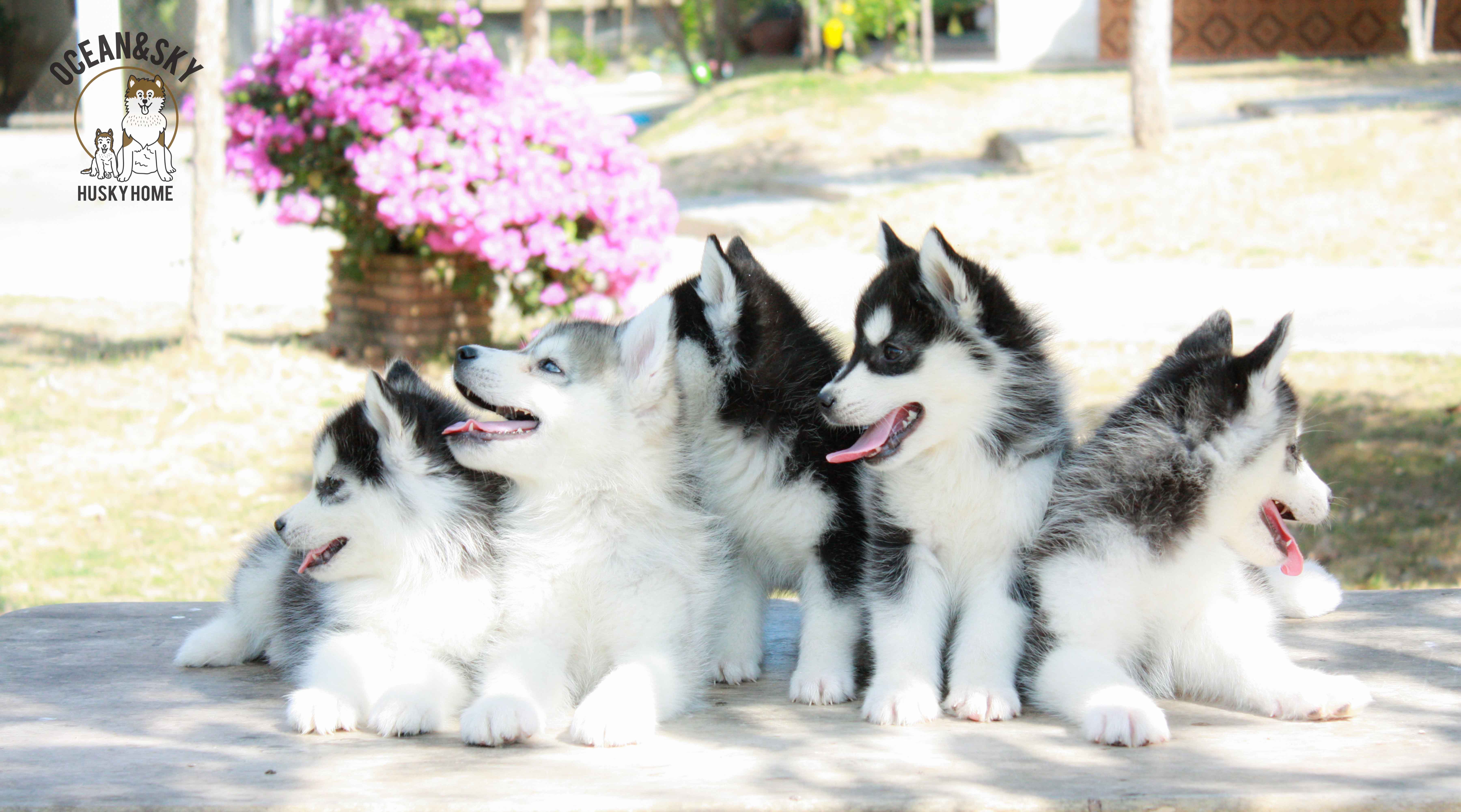 ขายสุนัขพันธุ์ ไซบีเรียน ฮัสกี้ ฟาร์มไซบีเรียน บลูโต้+เนปจูน