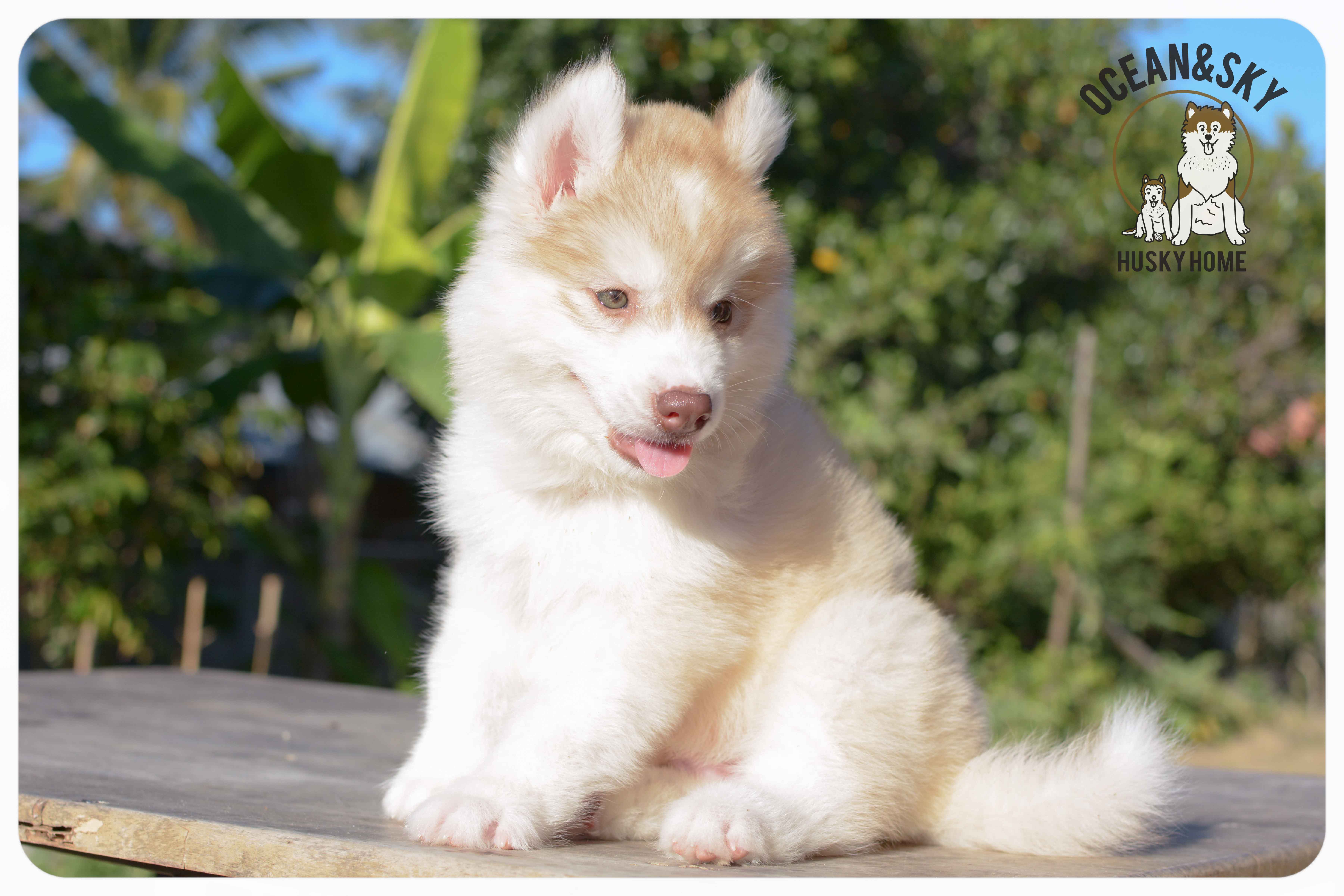 เปิดจองน้องๆไซบีเรียนขนฟู สีน่ารัก ผู้3ตัว เมีย3ตัว มันนี่ + แฮรี่