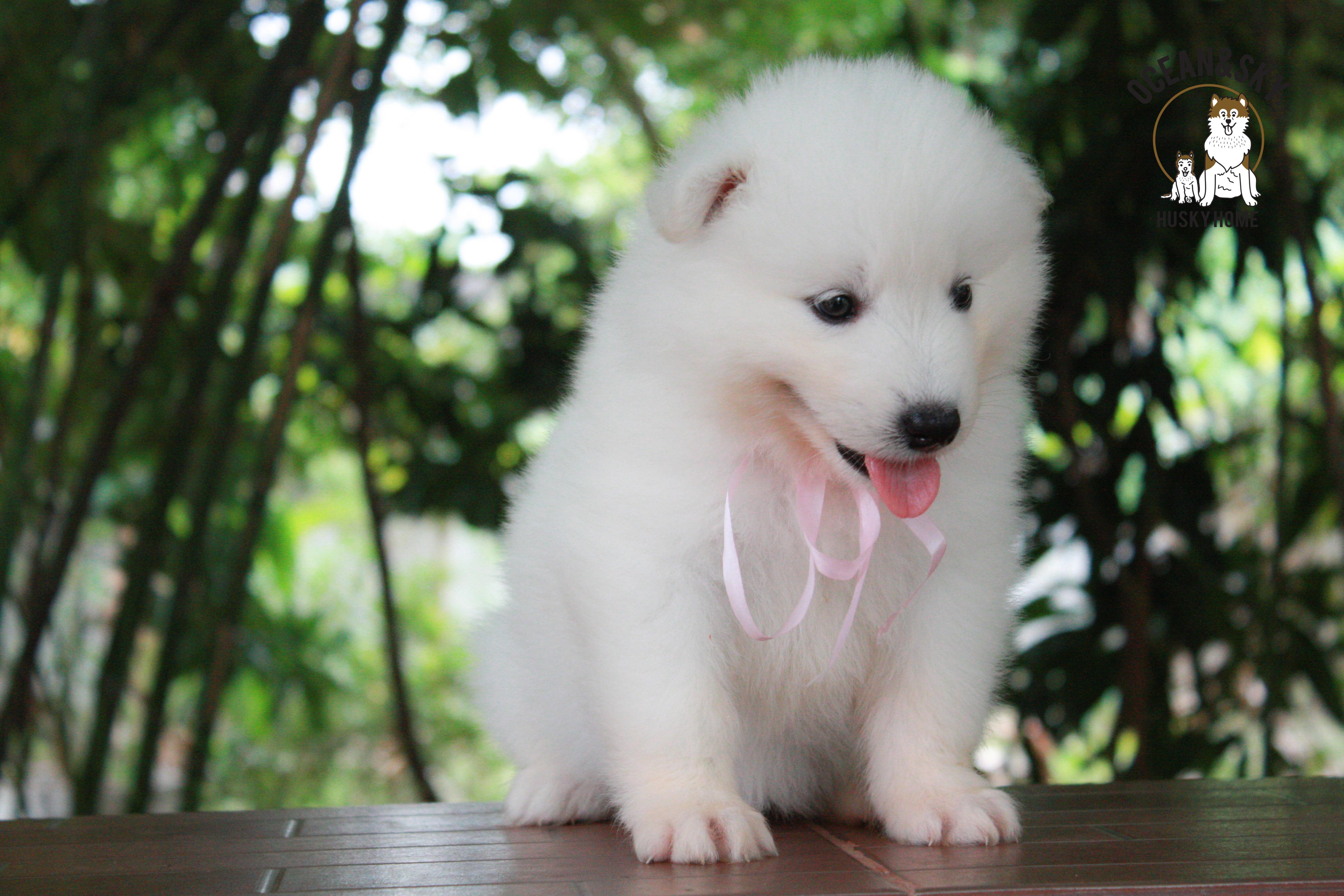 ซามอยด์ , samoyed , female