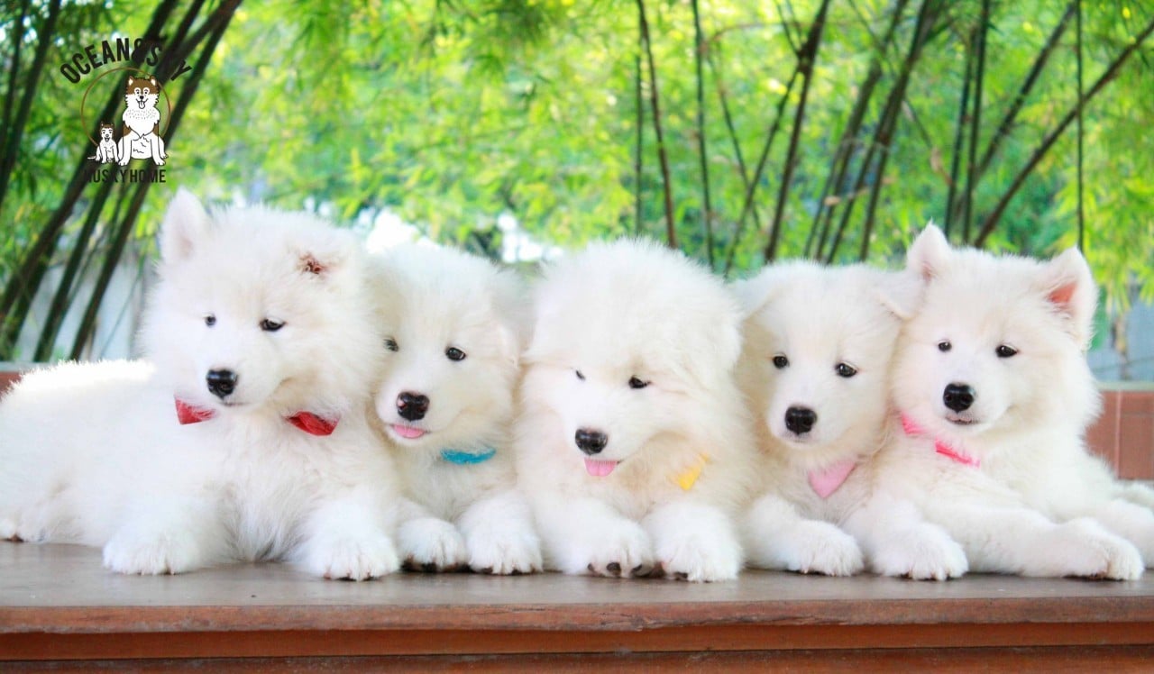 ซามอยด์ (Samoyed) ซามอยด์