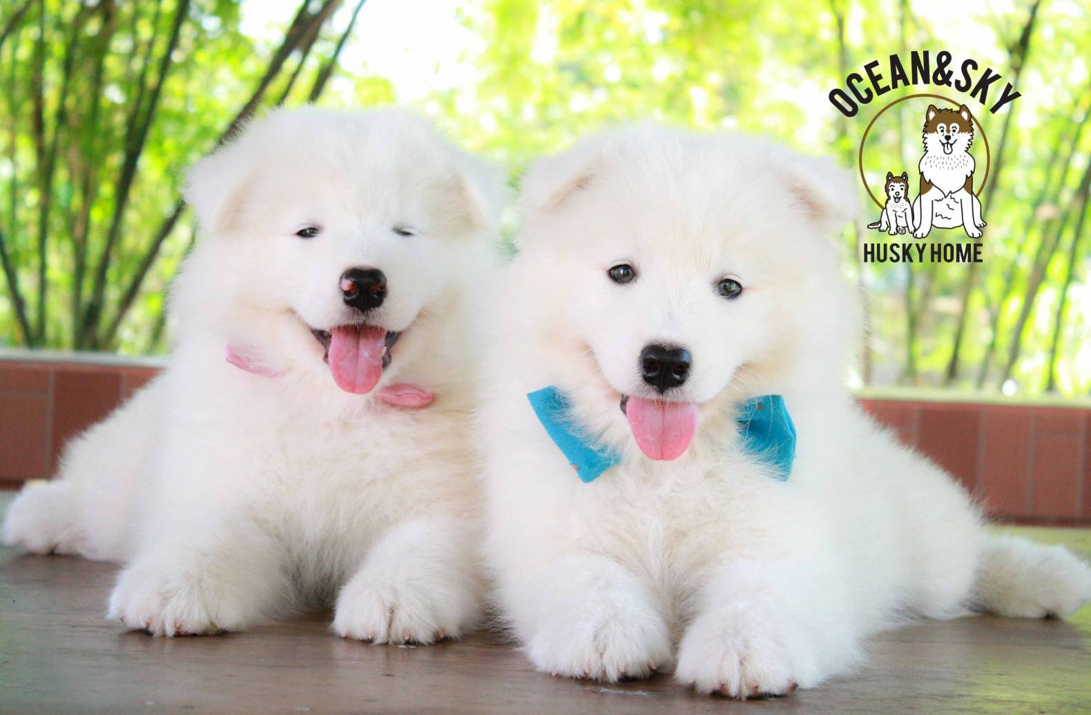 ซามอยด์ (Samoyed) ซามอยด์
